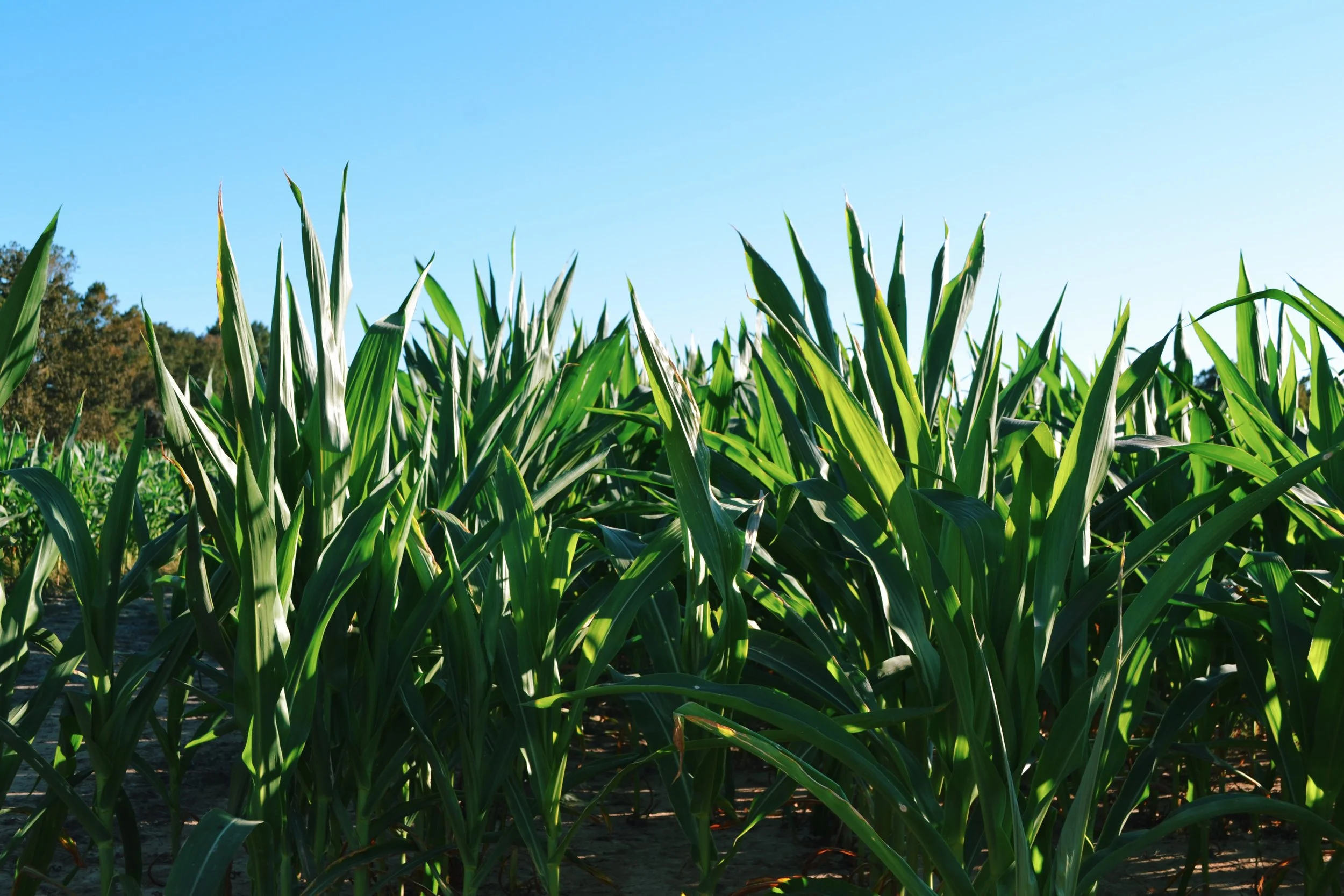 so this is apparently corn but like idk