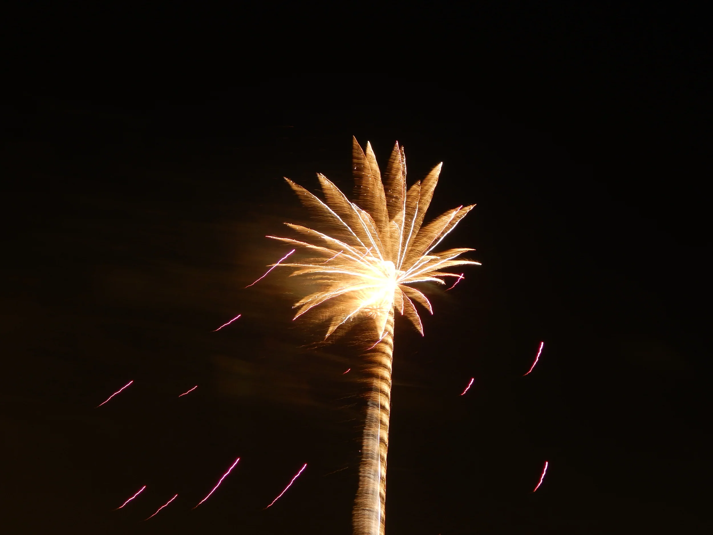 ooh it looks like a palm tree