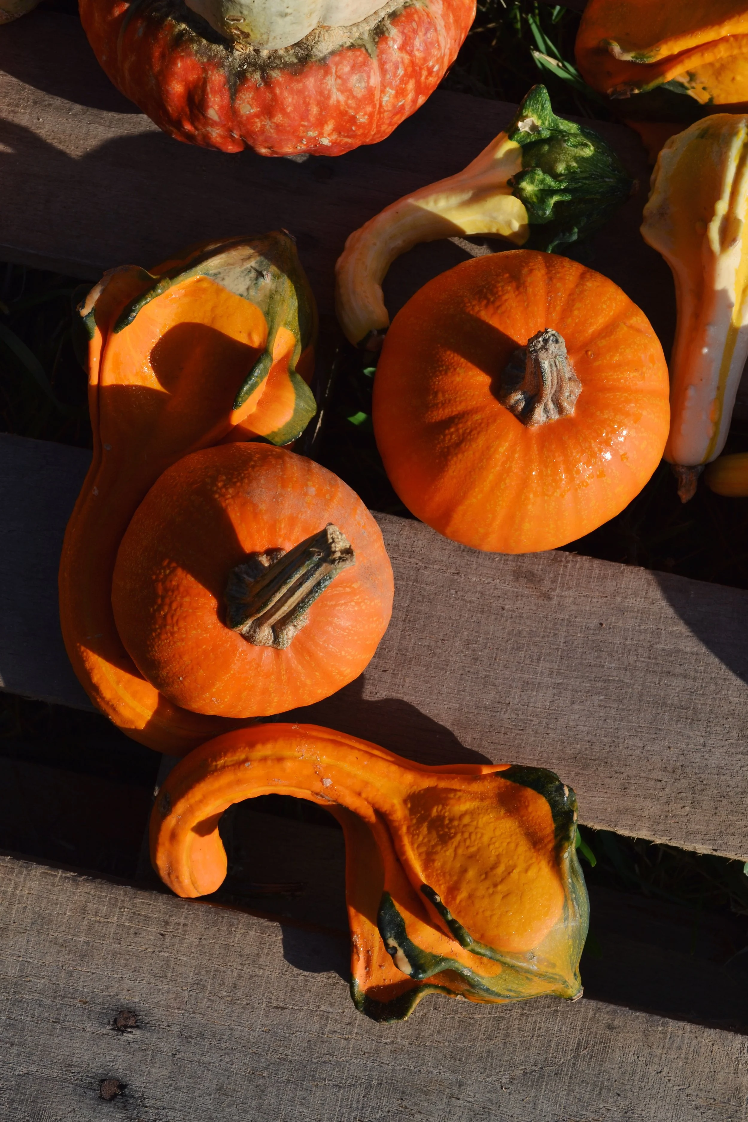 how autumnal 
