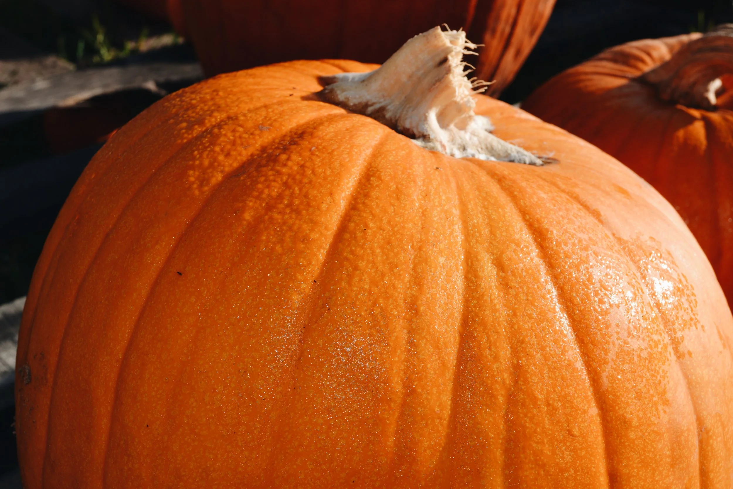 this pumpkin looks sparkly 
