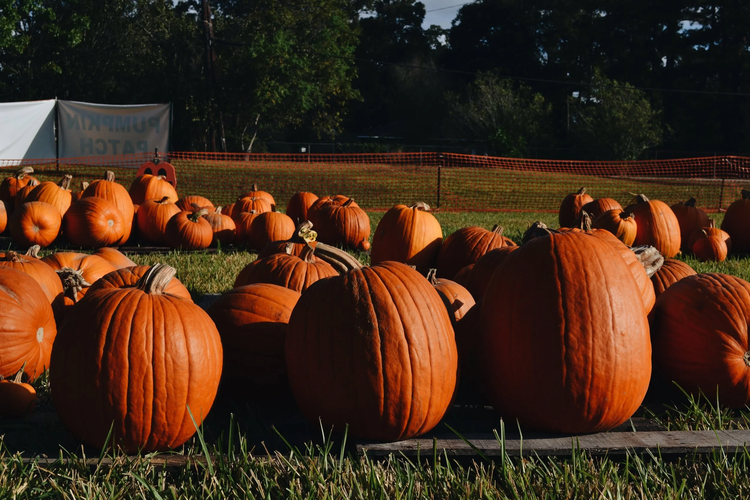 these pumpkins look like half moons or something, you catch my drift?