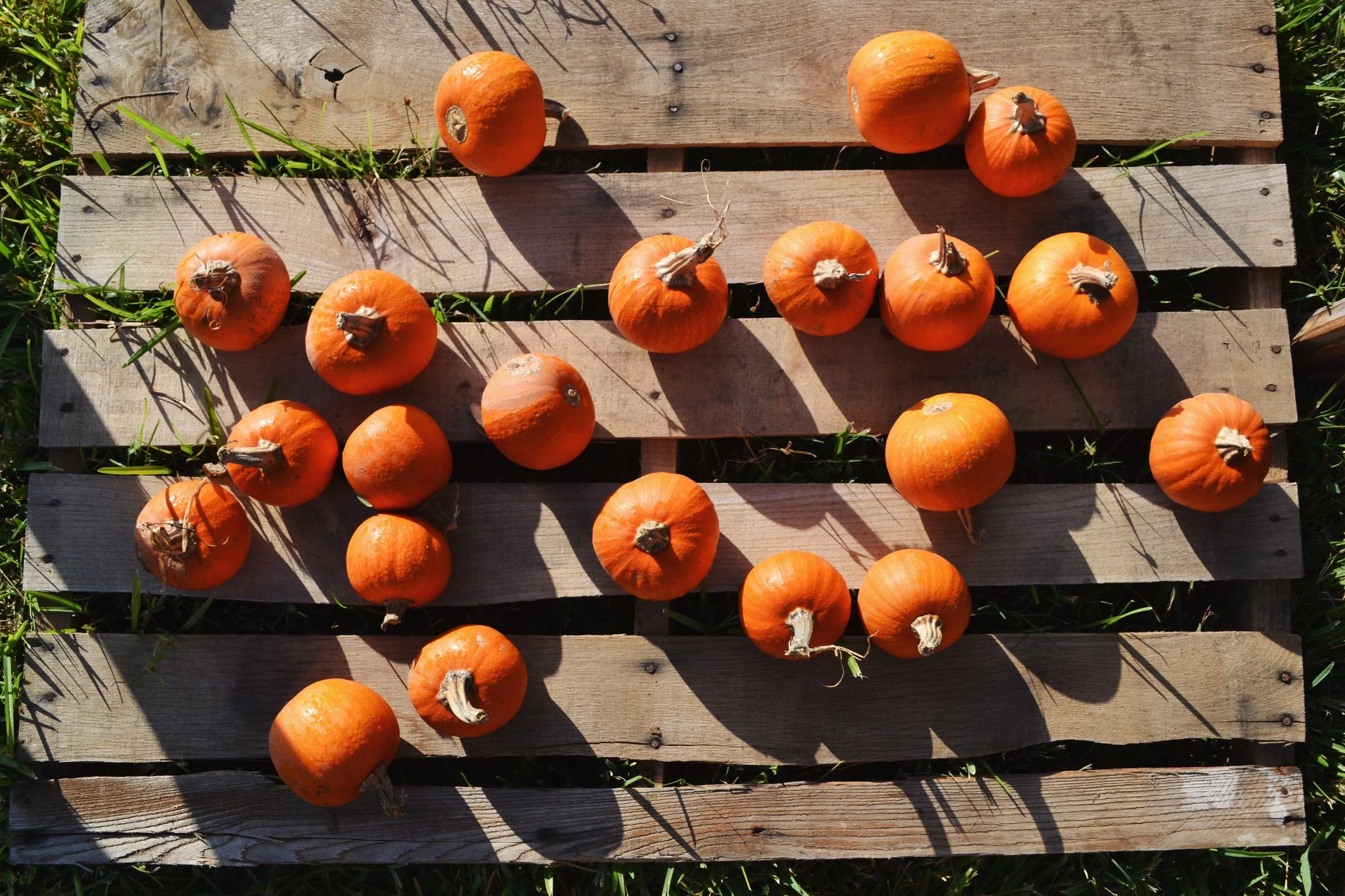 anyone else love pumpkins as much as i do?