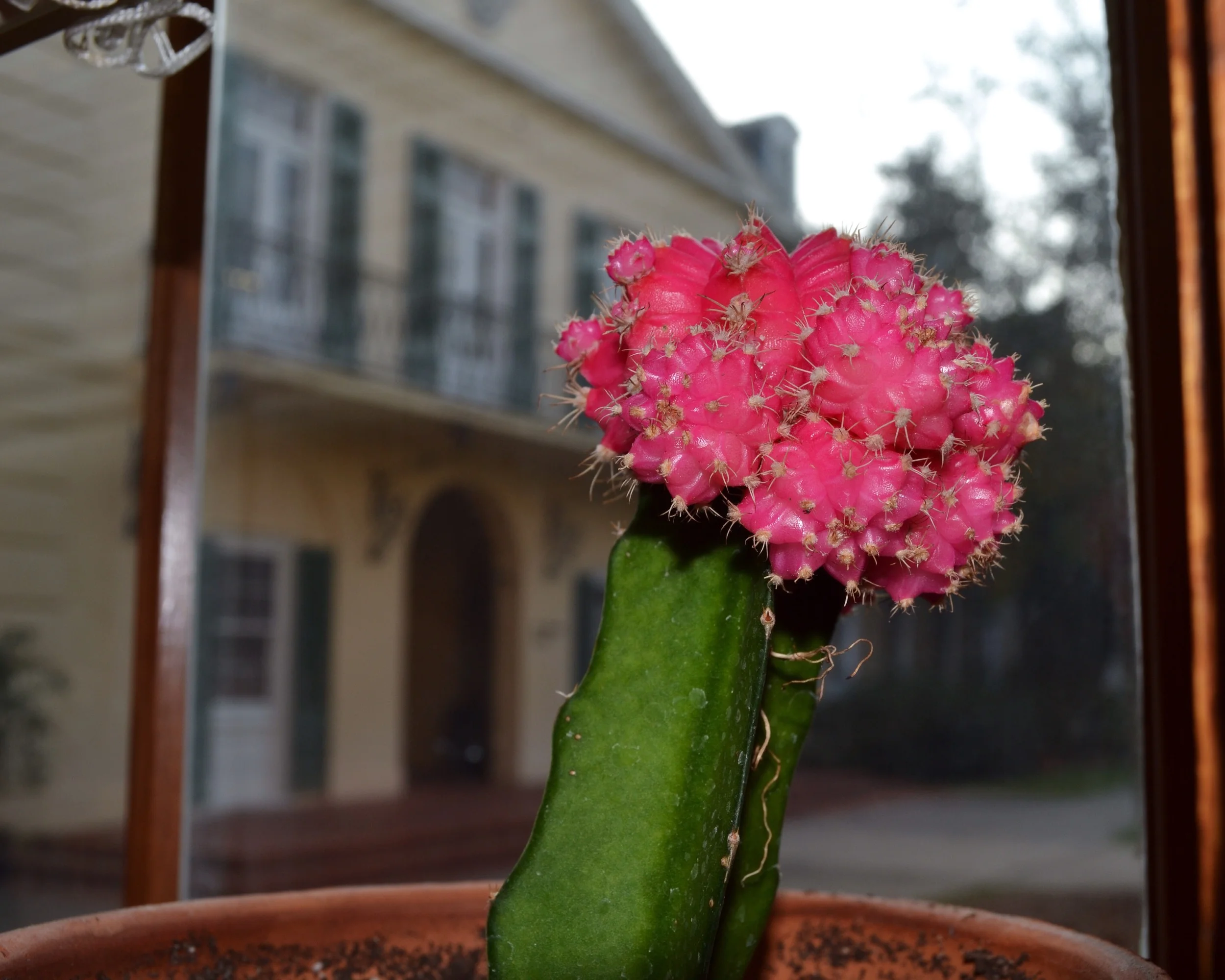 pink lil' cactus