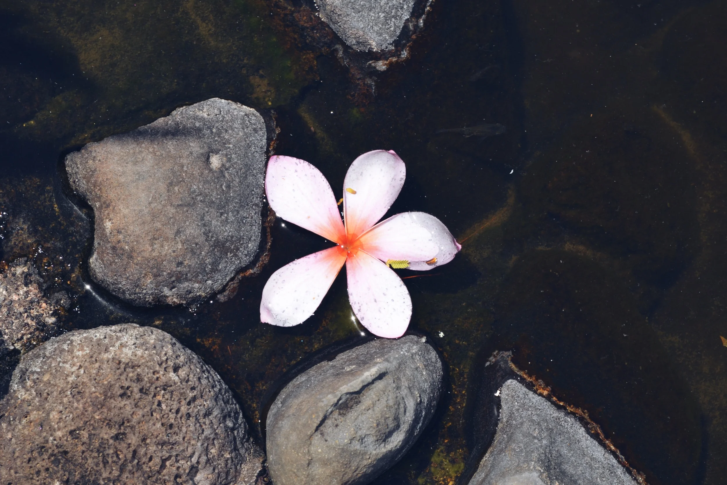 flower in the water
