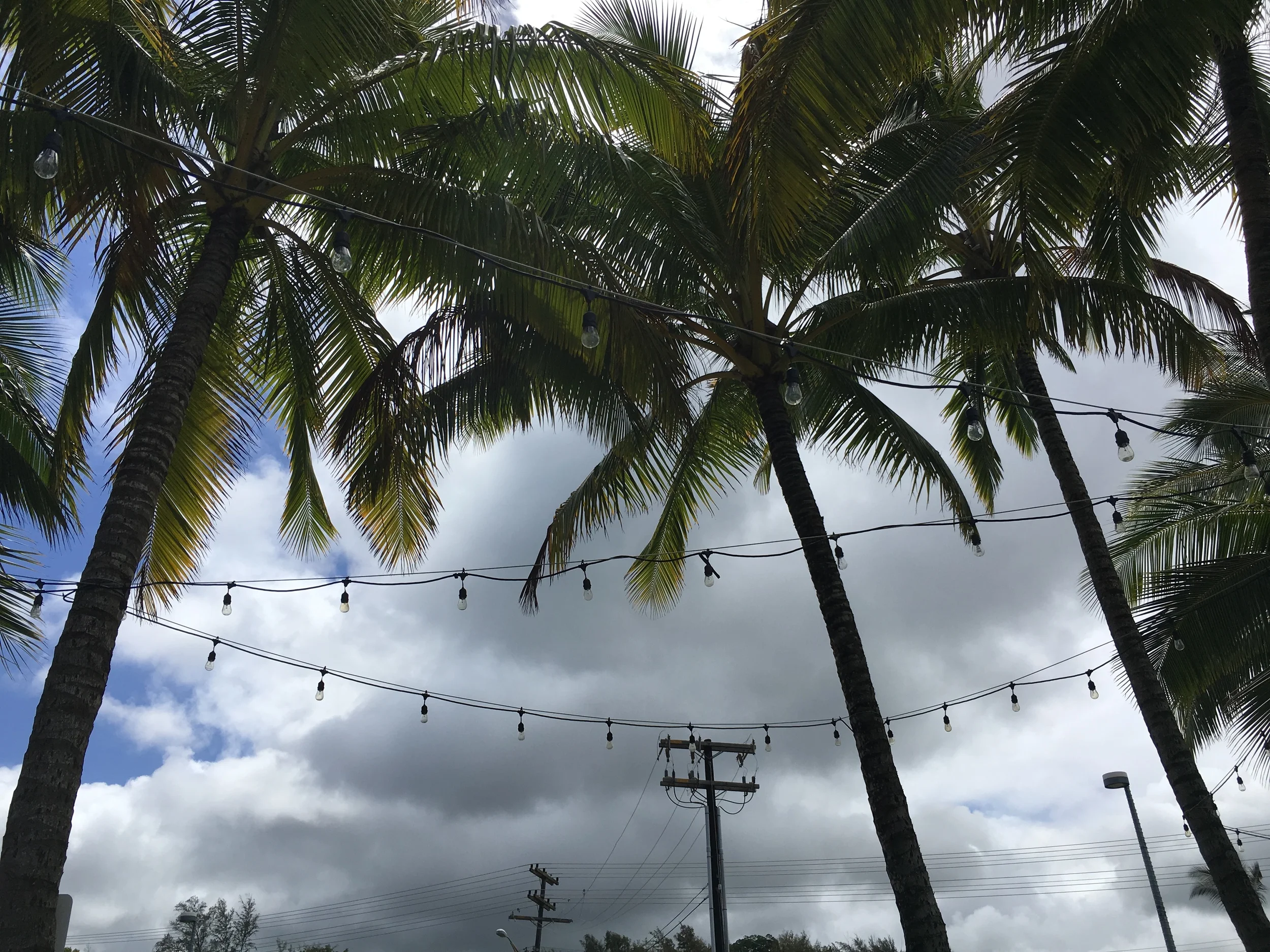palm trees and lights