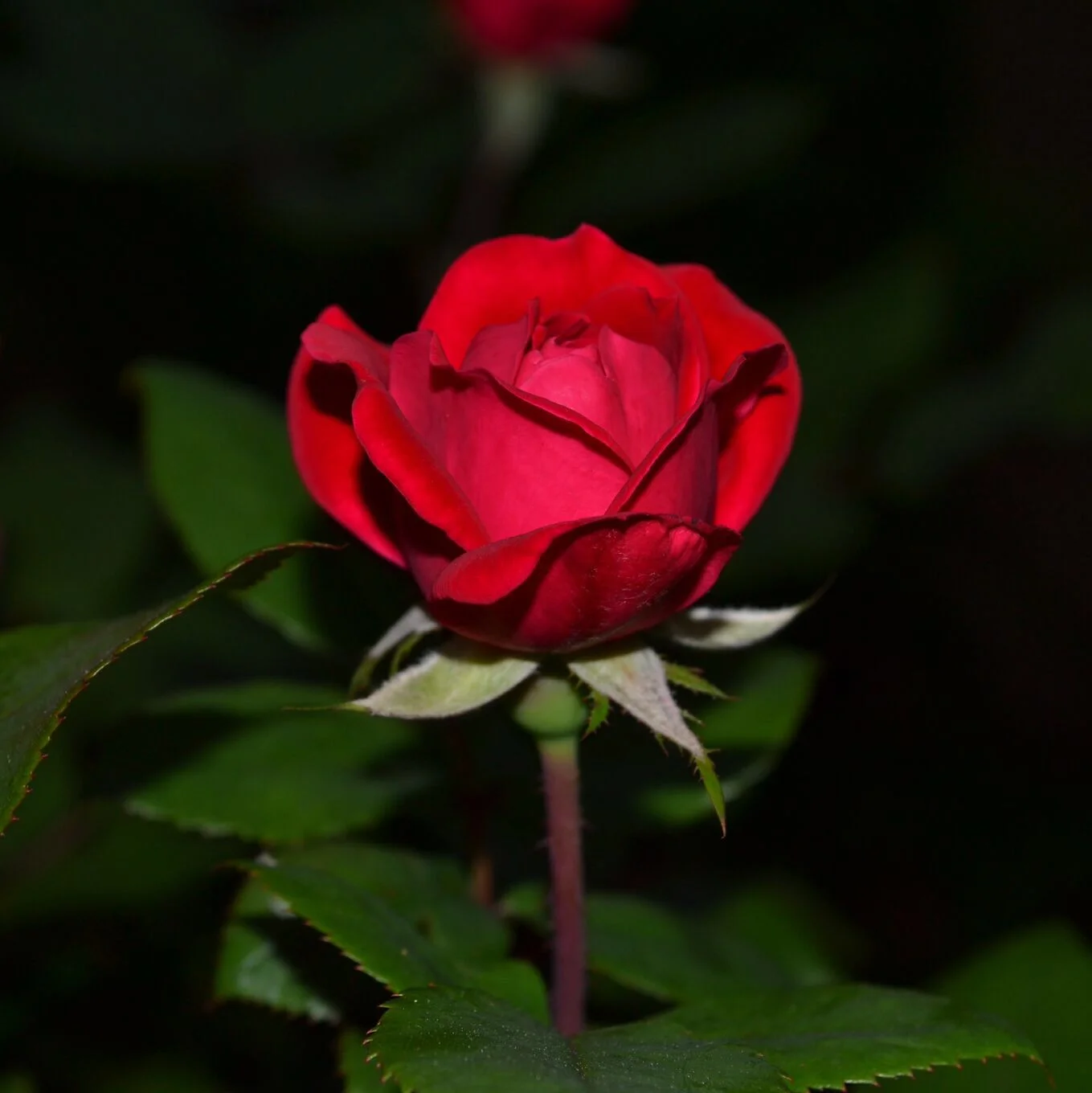 2016-07-22 18.35.23.jpg