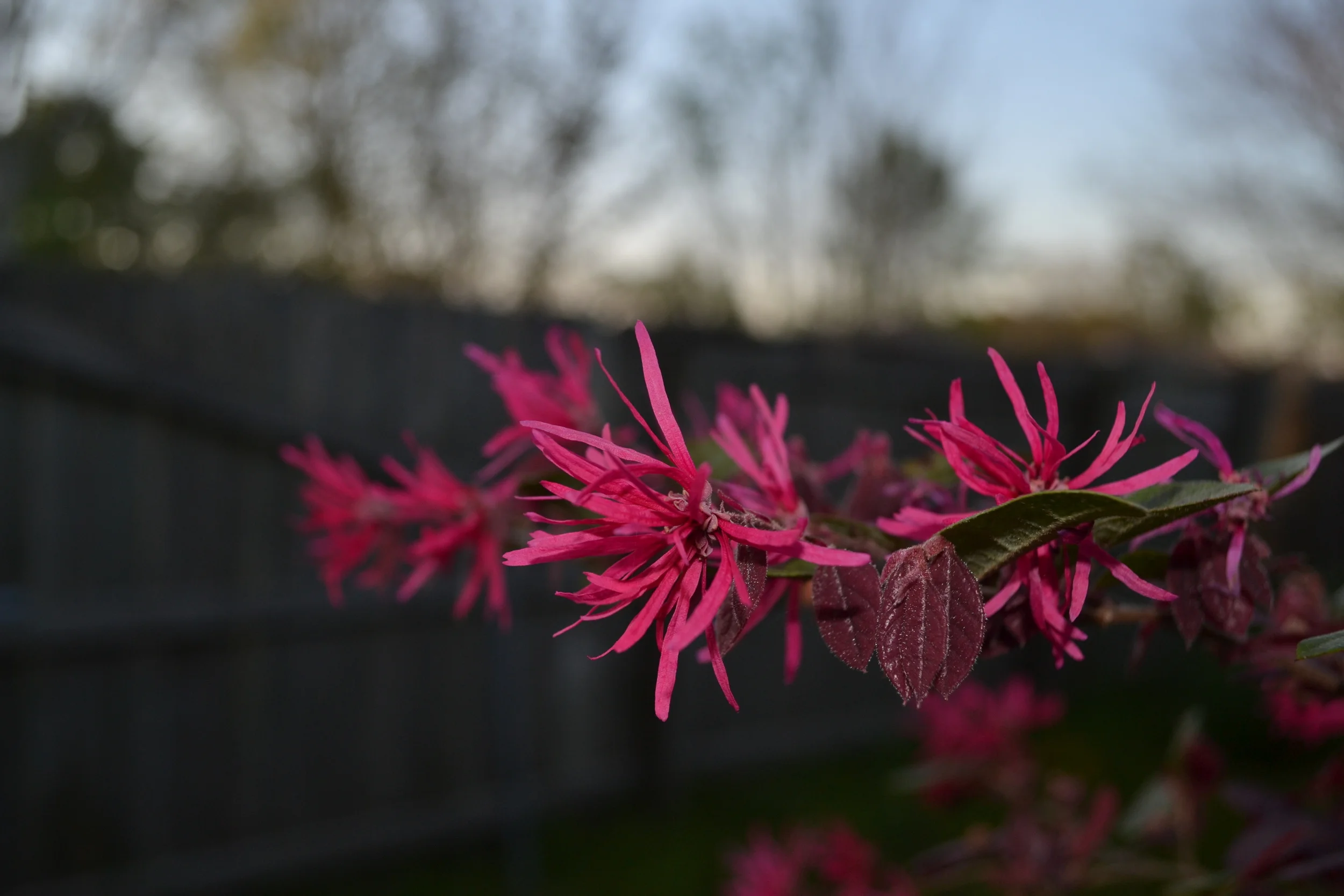 idk what kind of flower this is but i like it a lot