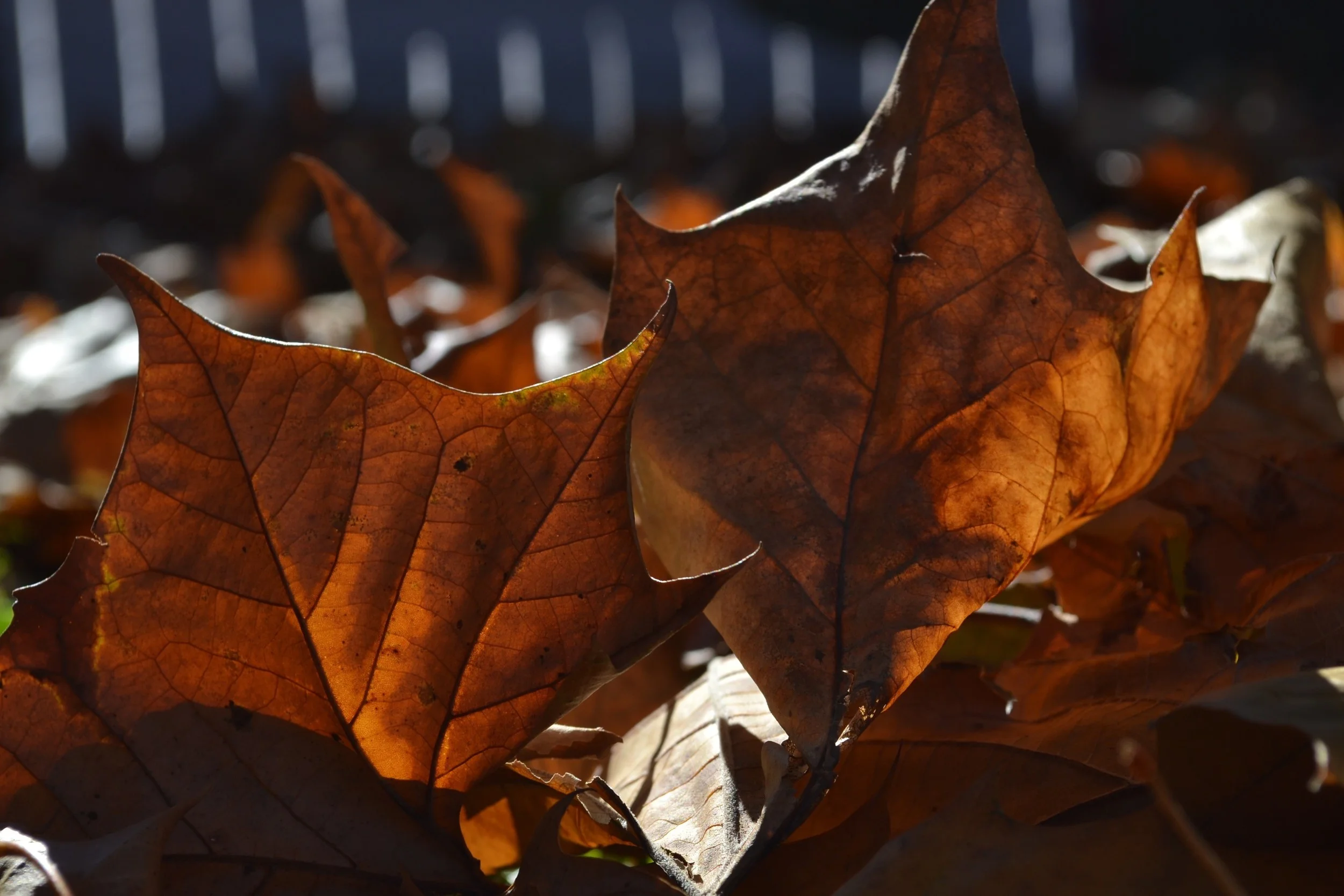 autumn leaves