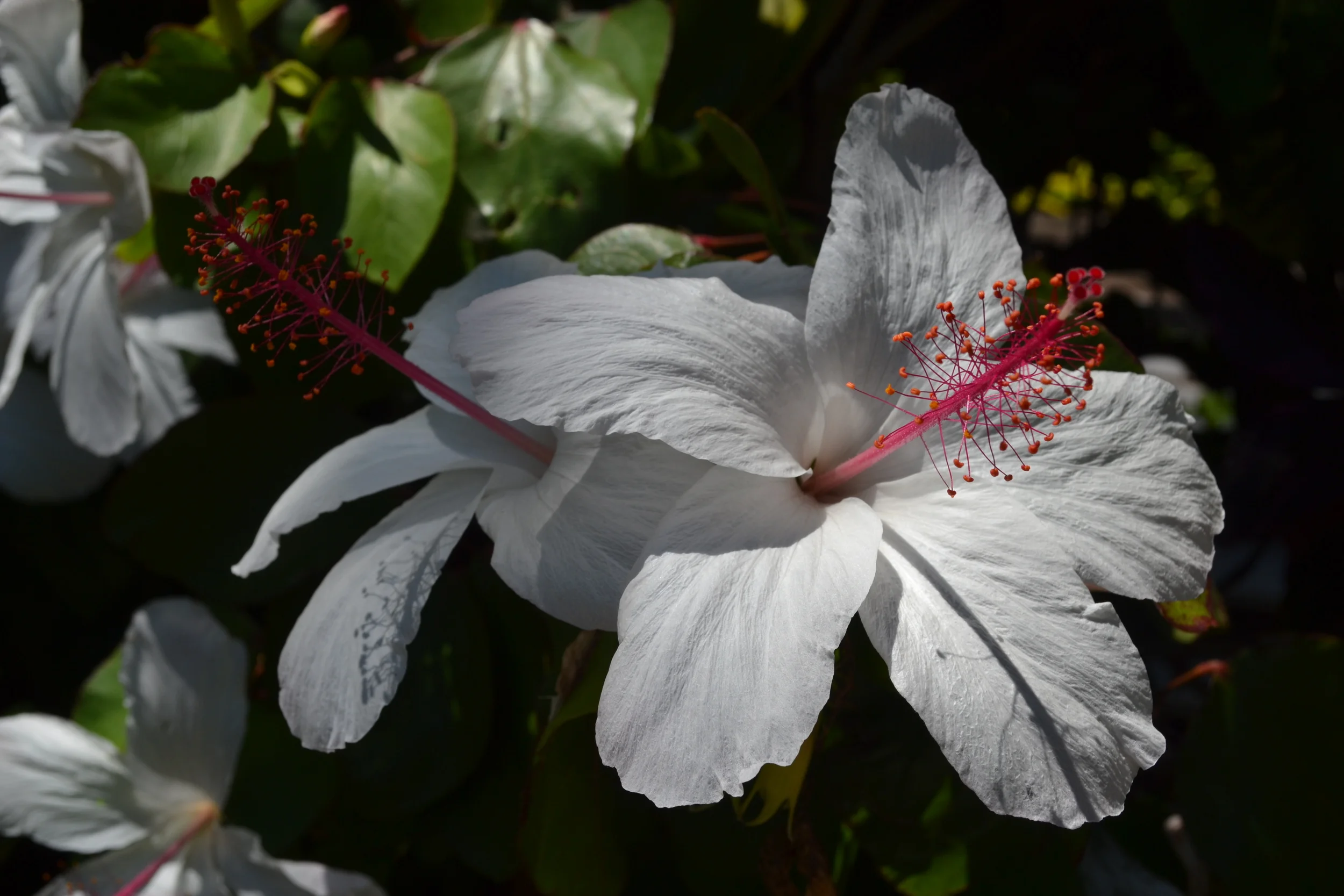 2 white hibiscuses