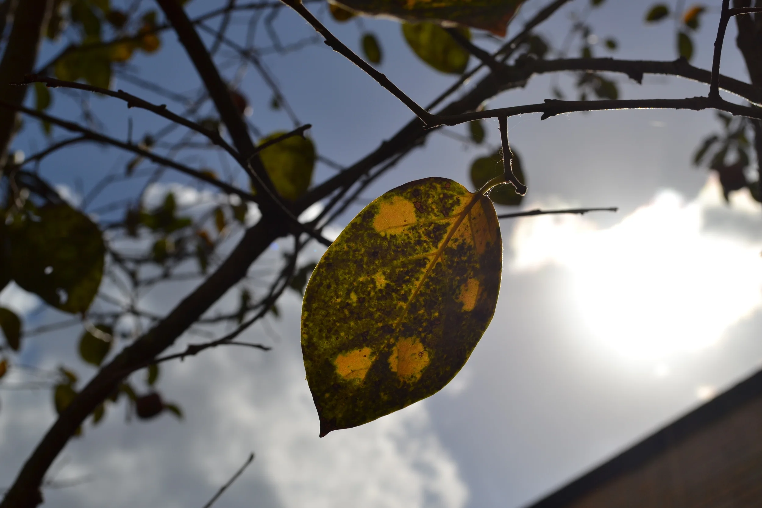 what a cute spotted leaf