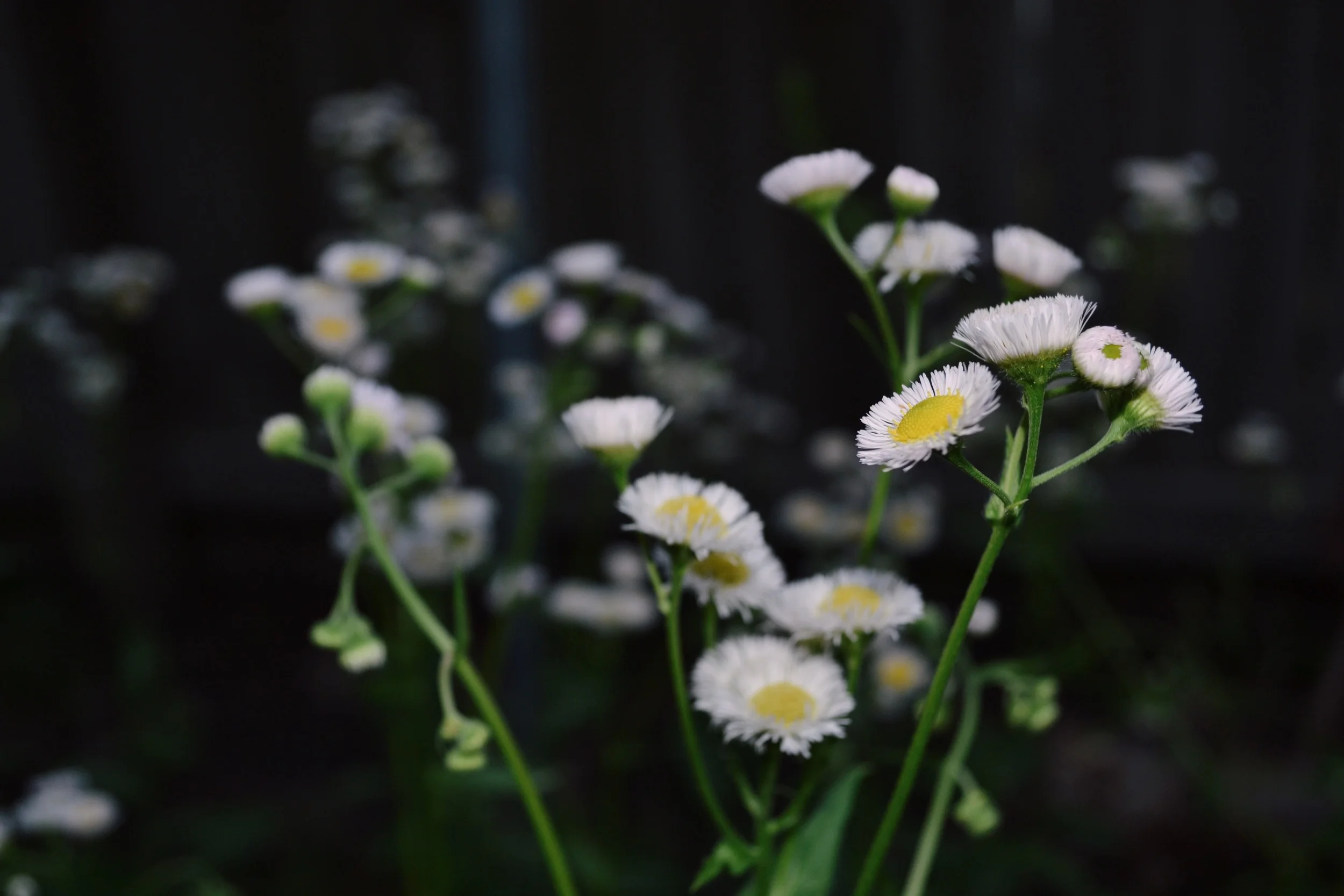 baby daisies