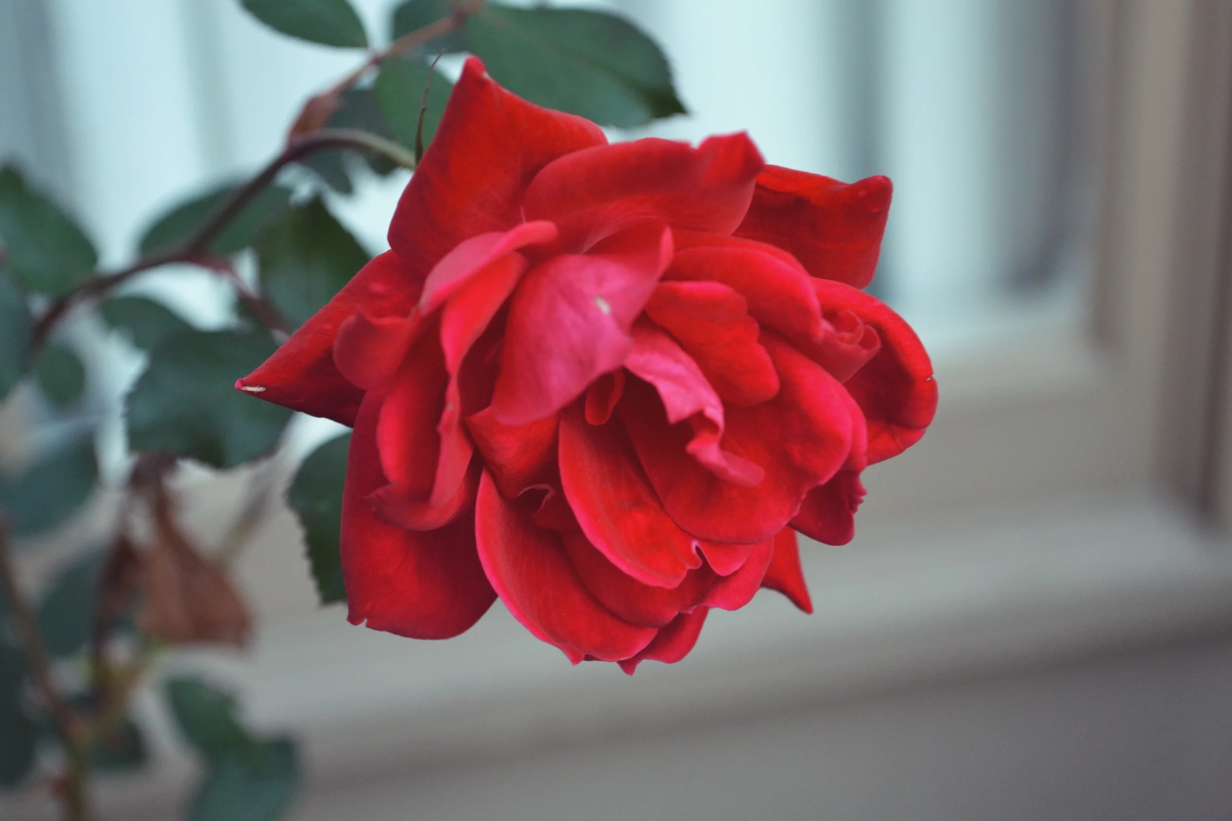 doesn't this remind you of the rose from beauty in the beast omg i love it