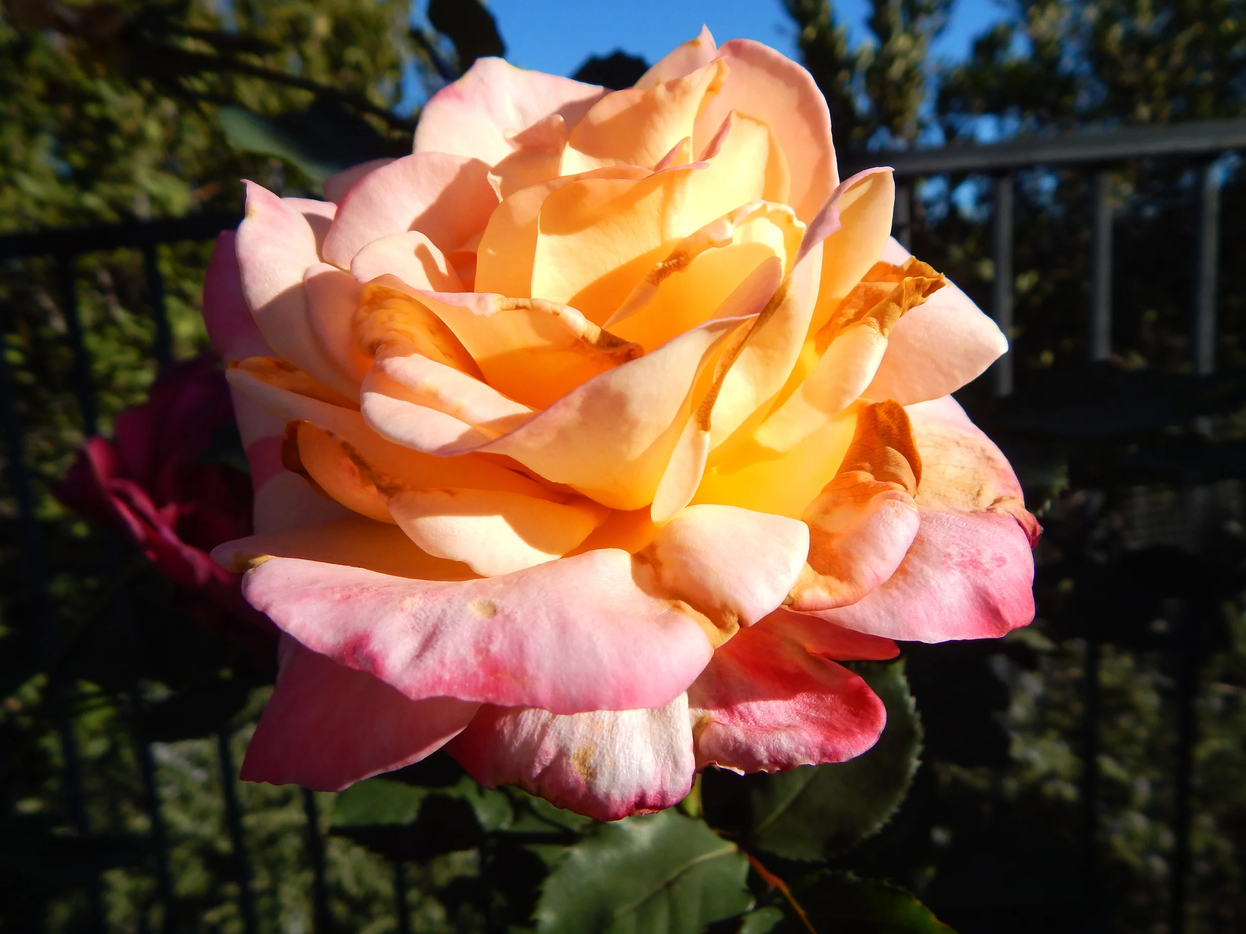 Photo Dec 25, 2 45 07 PM.jpg