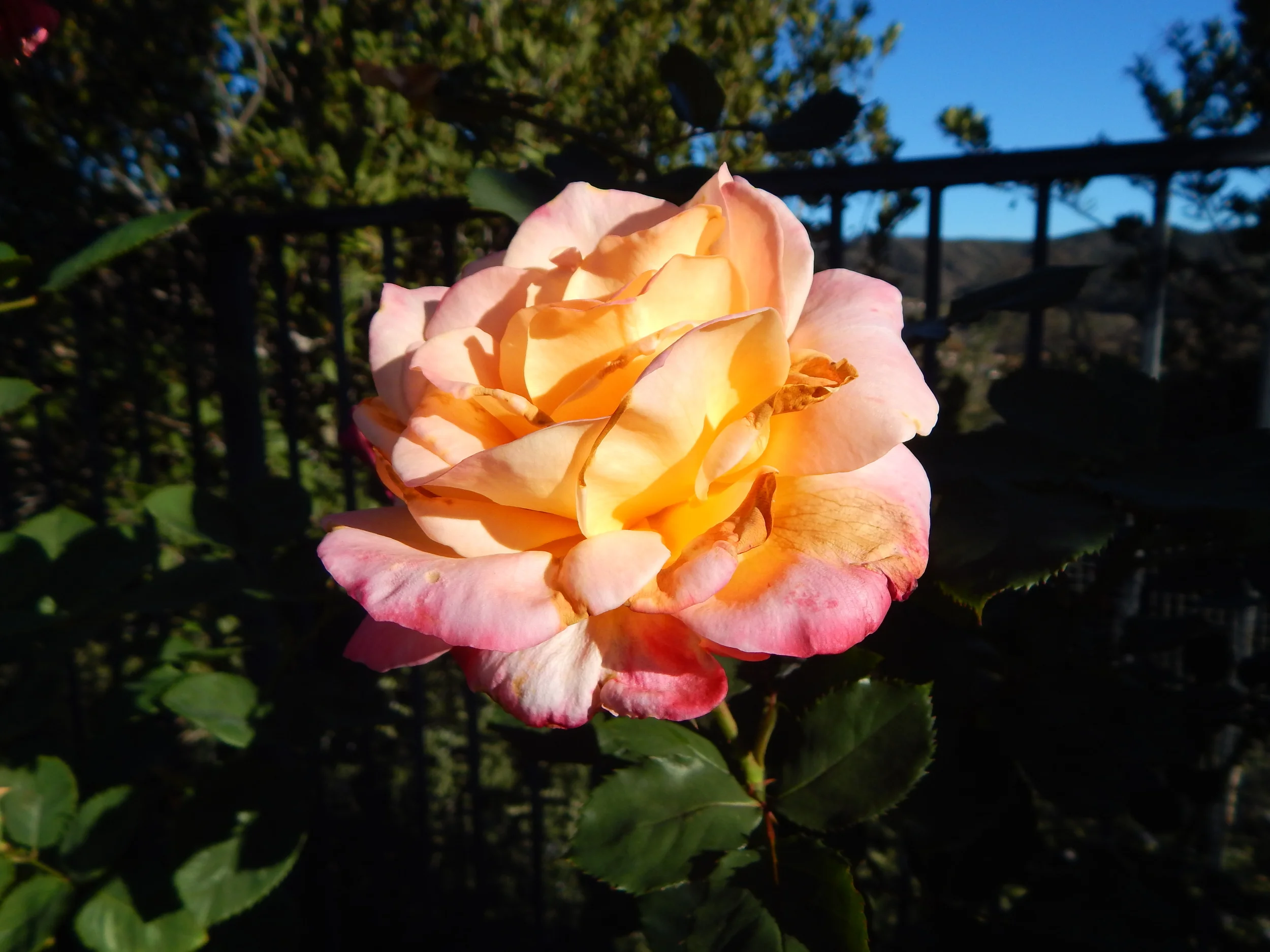 Photo Dec 25, 2 44 56 PM.jpg