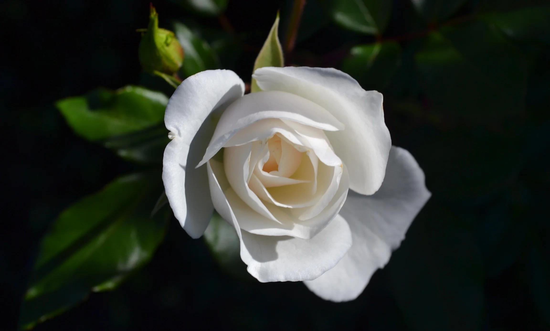 white rose