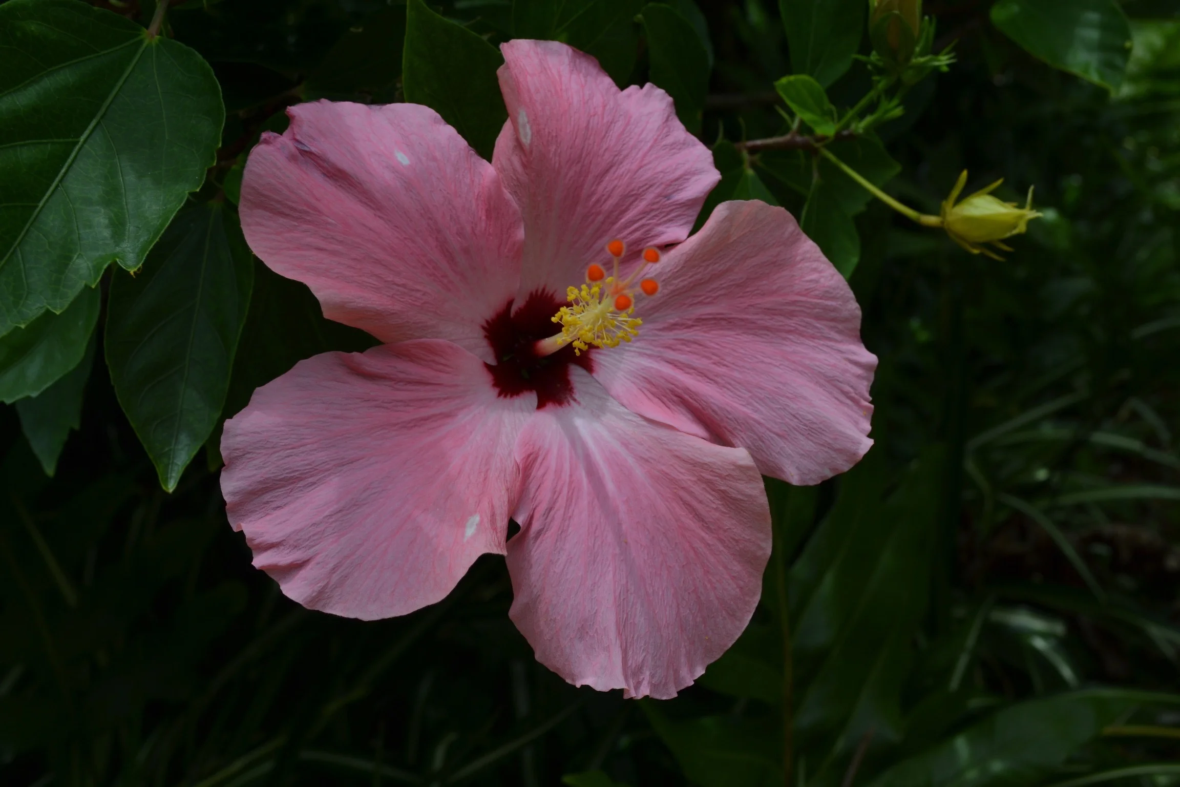 Photo Jun 01, 1 23 16 PM.jpg