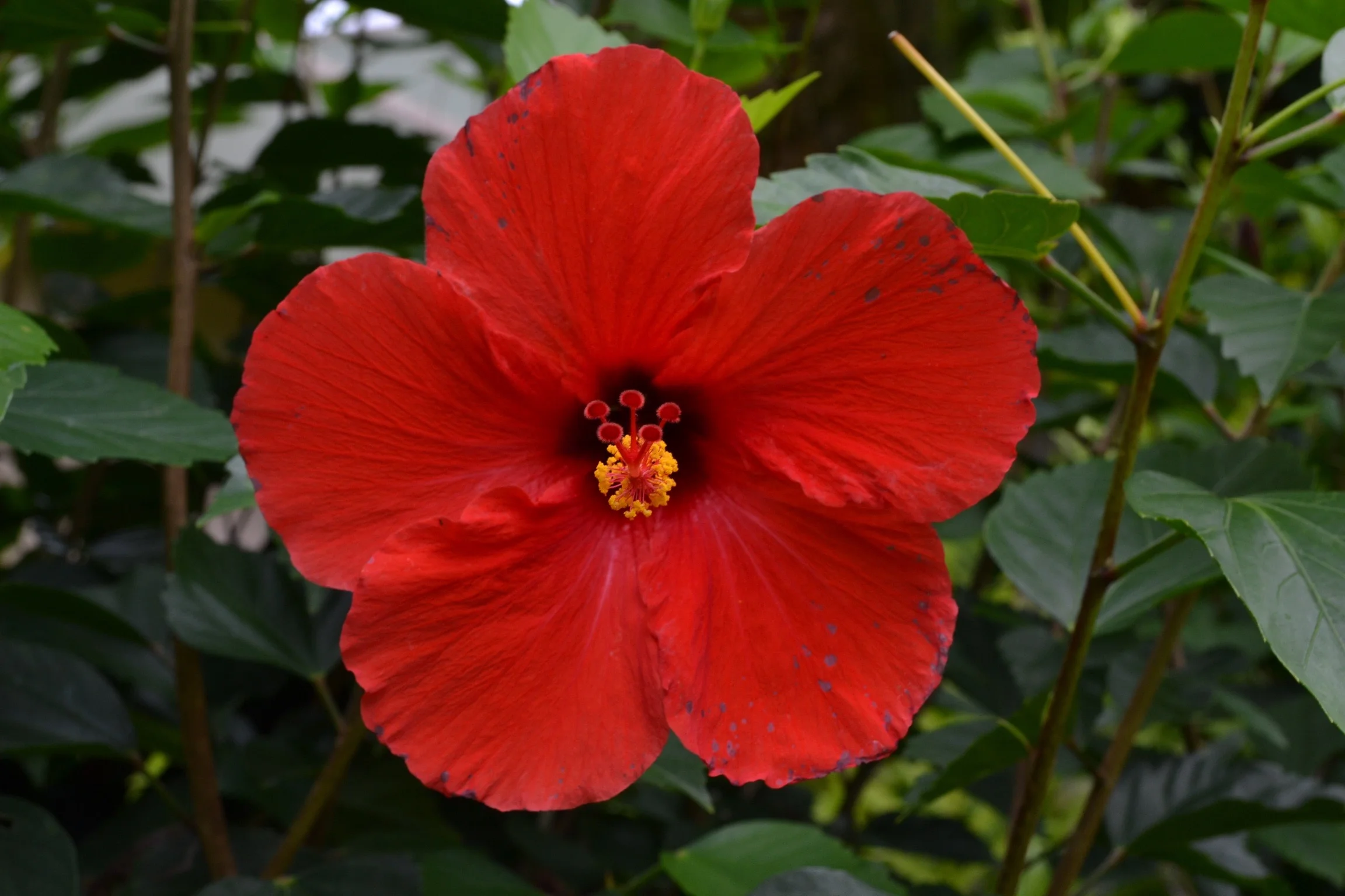 Photo May 25, 2 25 57 PM.jpg