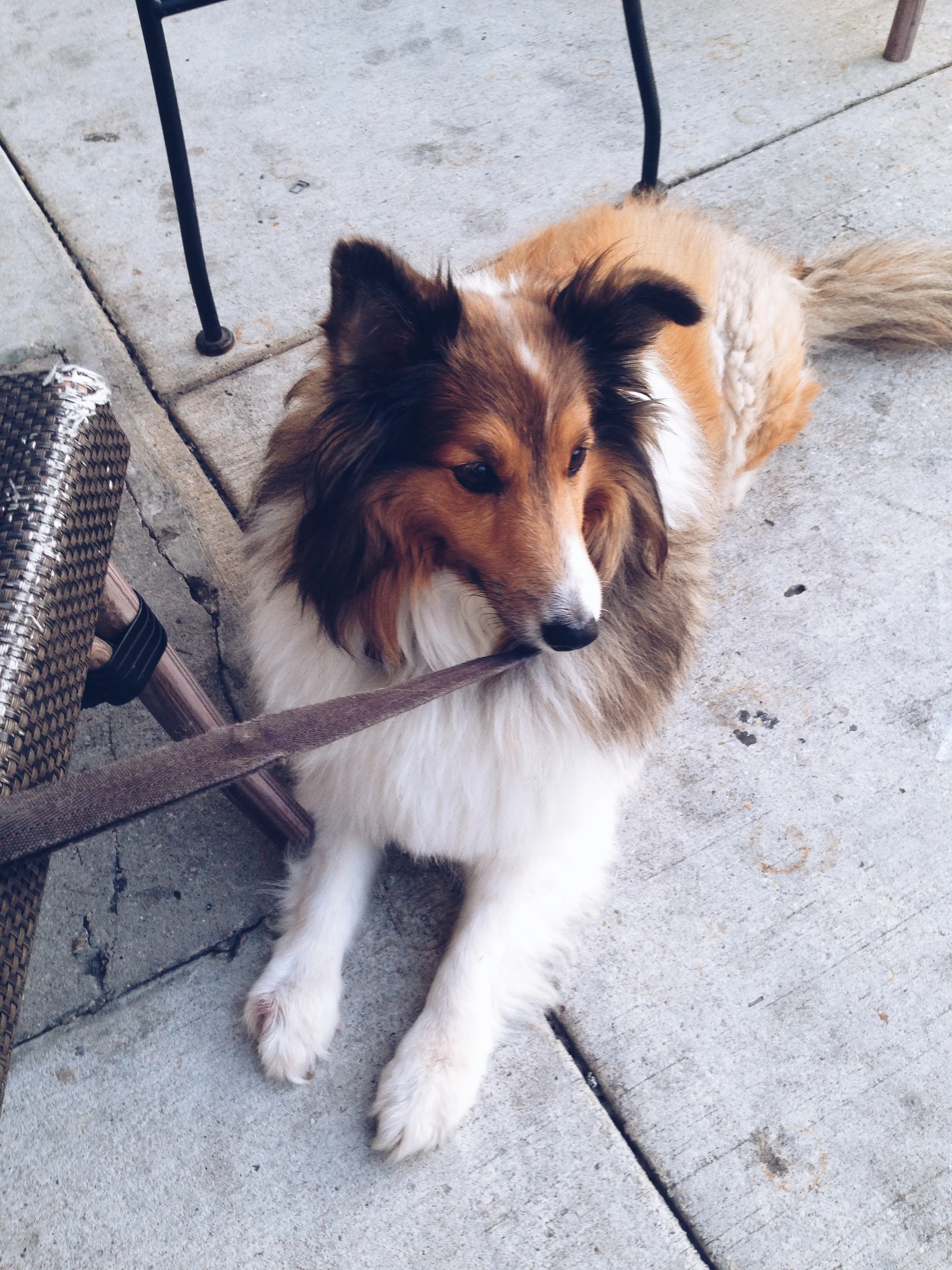 collie