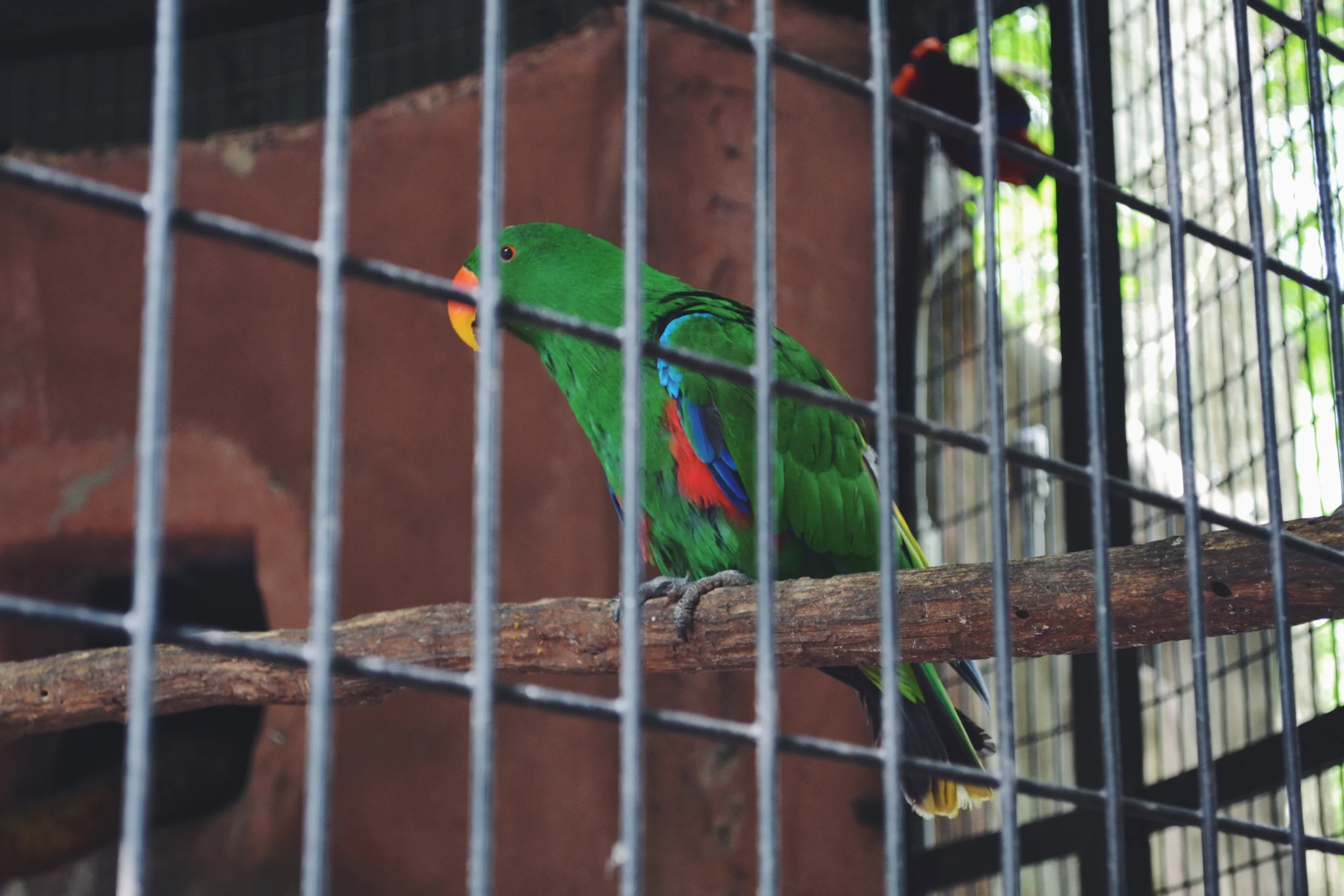 perched