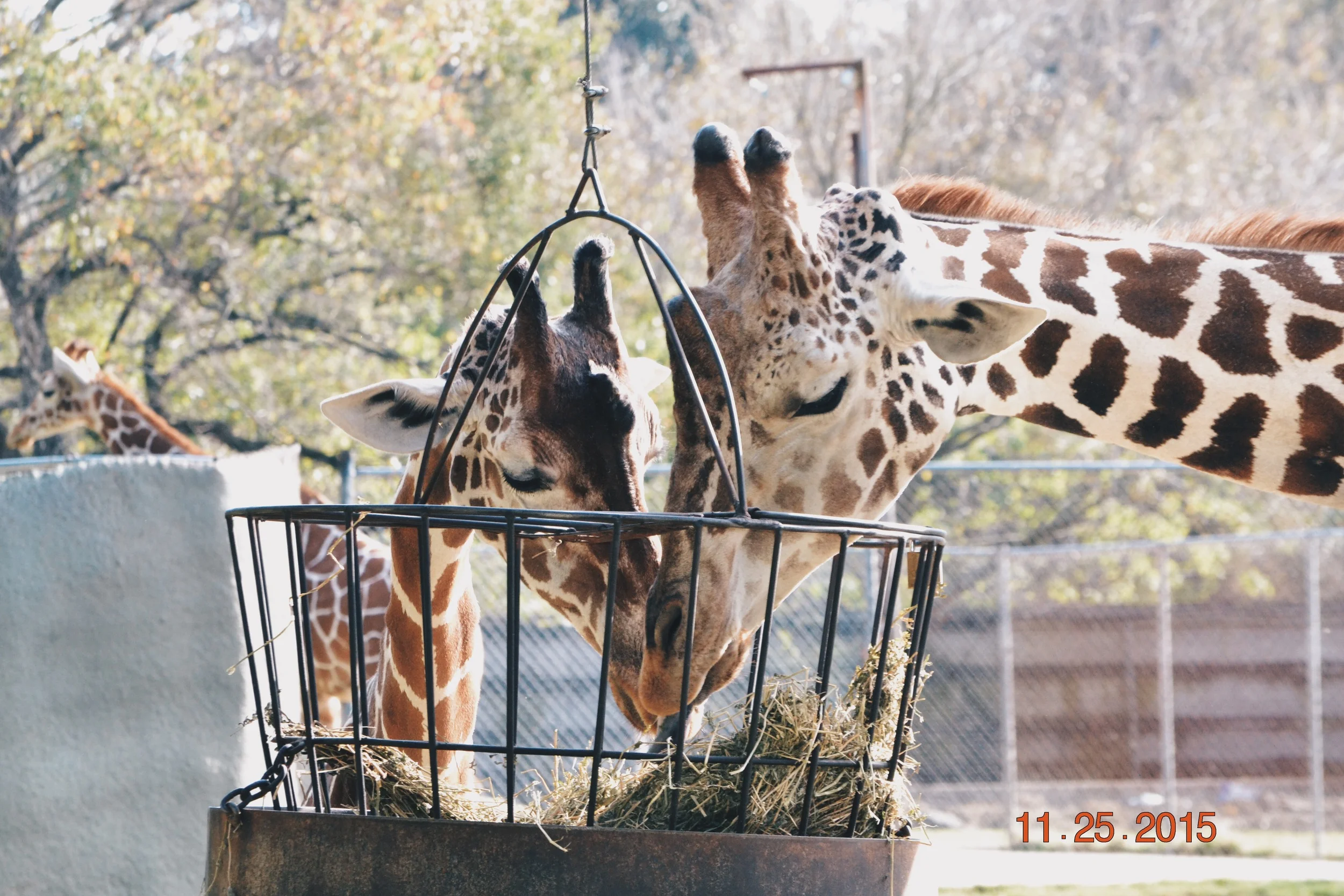 giraffes>