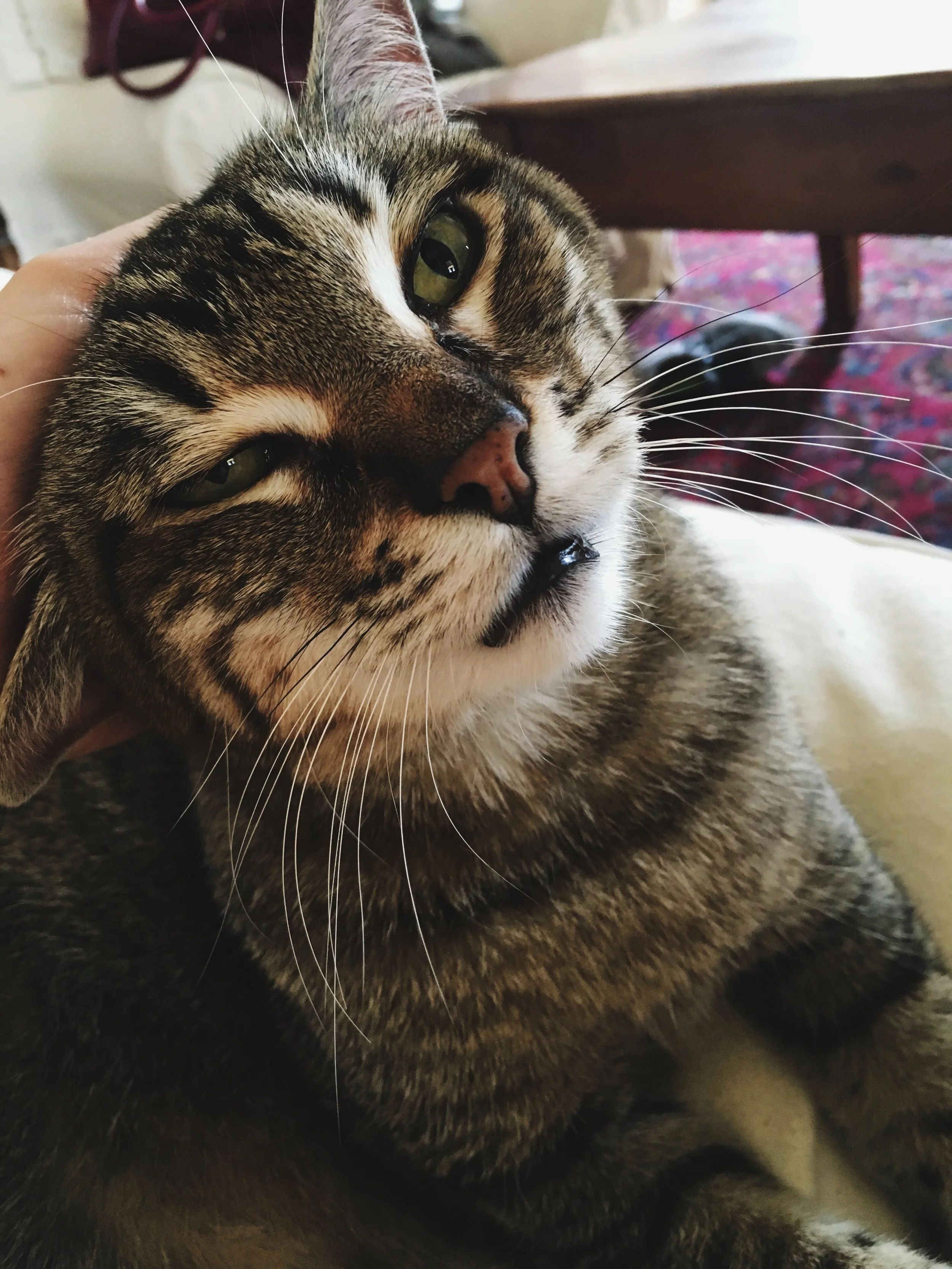 meow