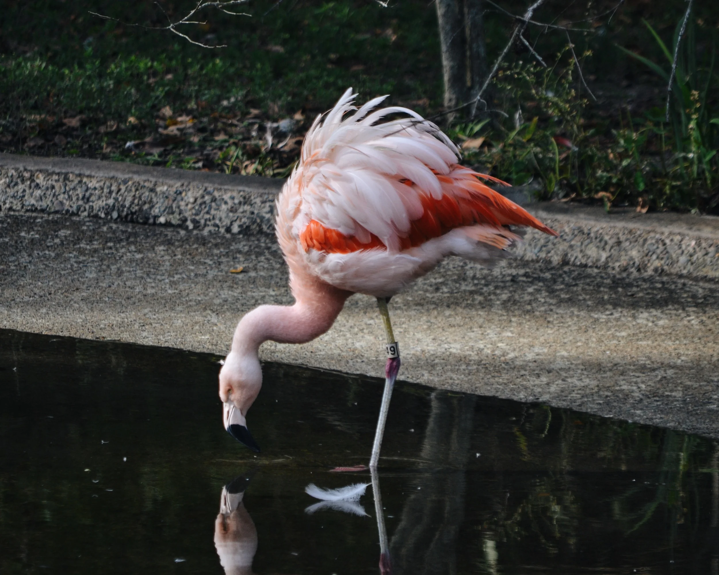 another flamingo