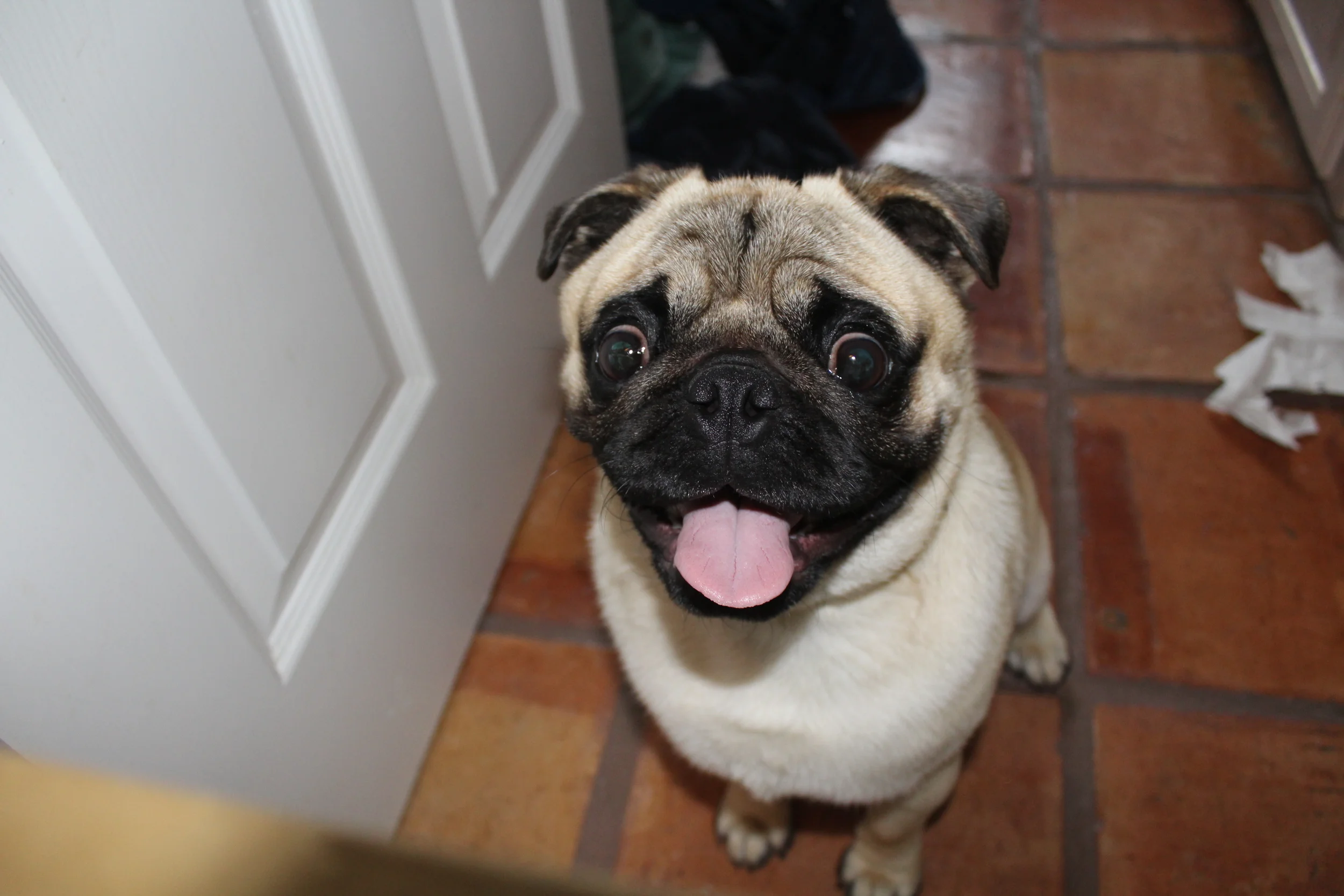 pugalicious