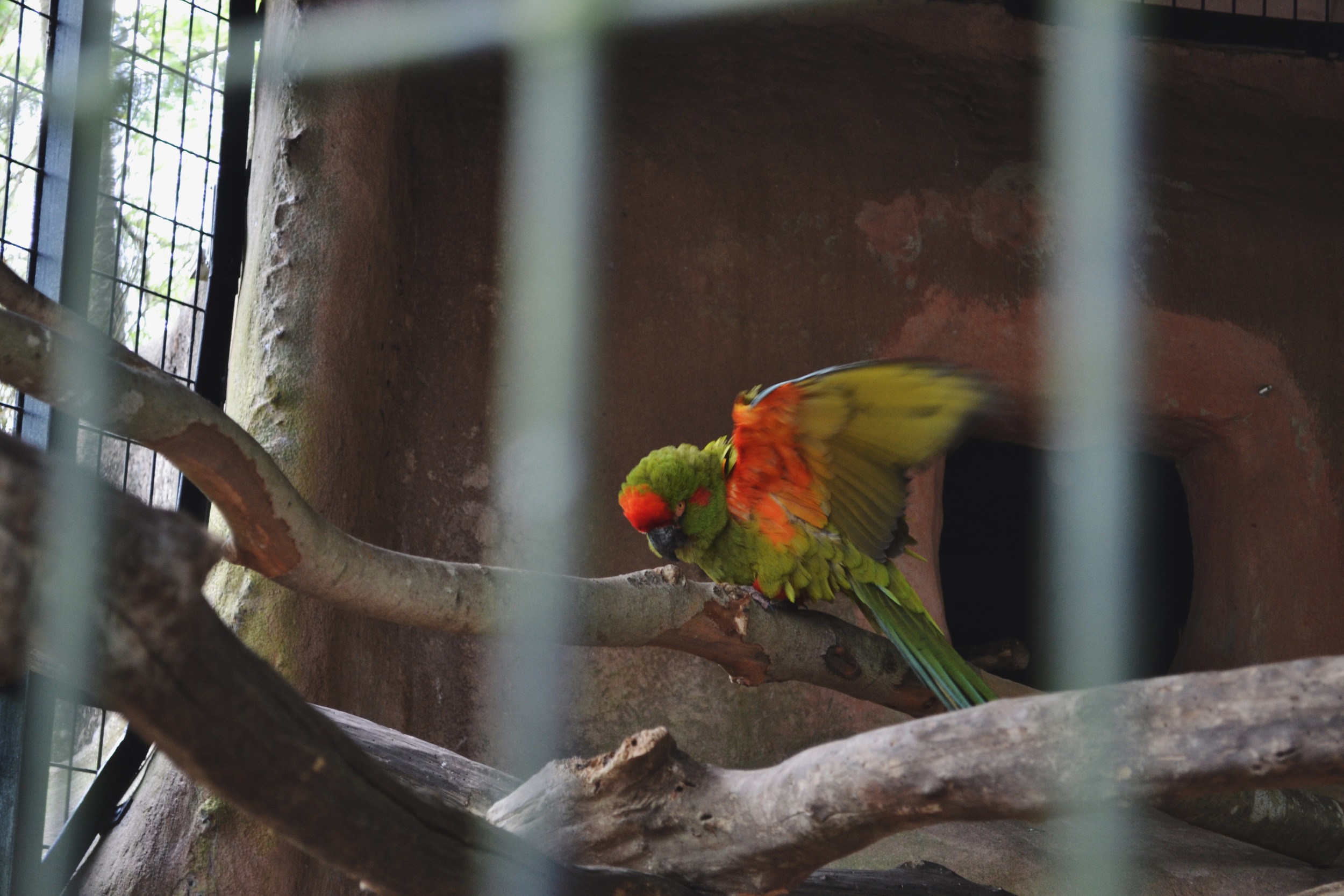flippity flap