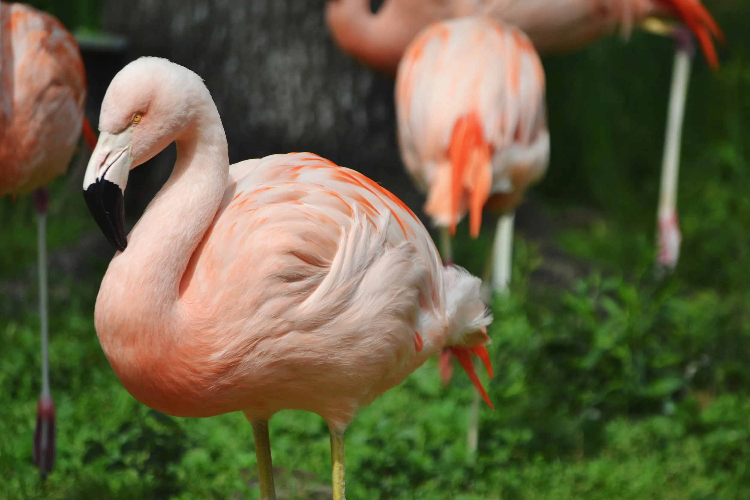 flaming pink flamingo