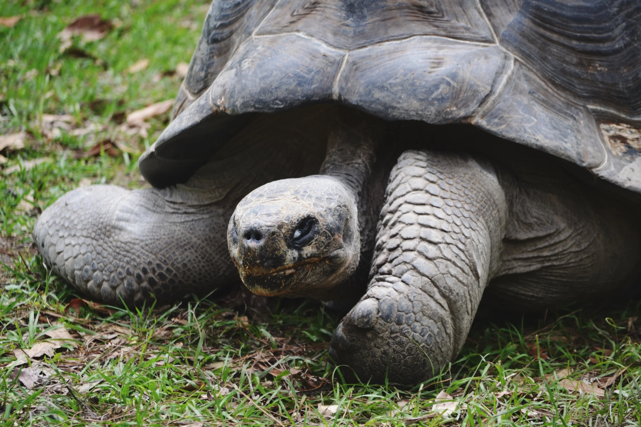 tortuga