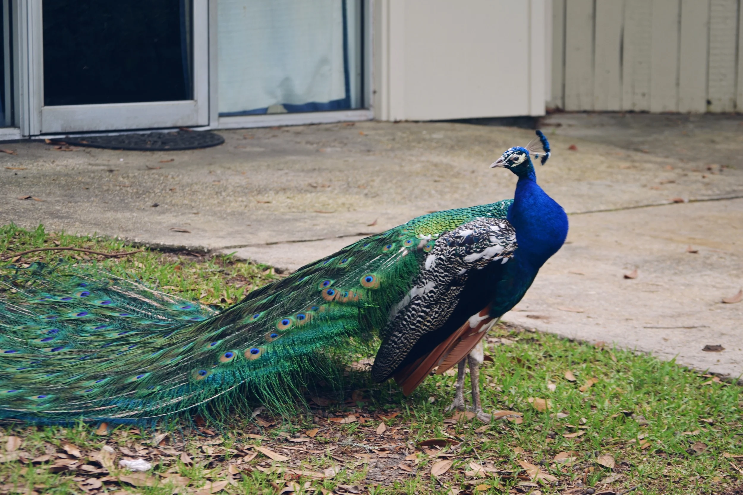 strut like a peacock