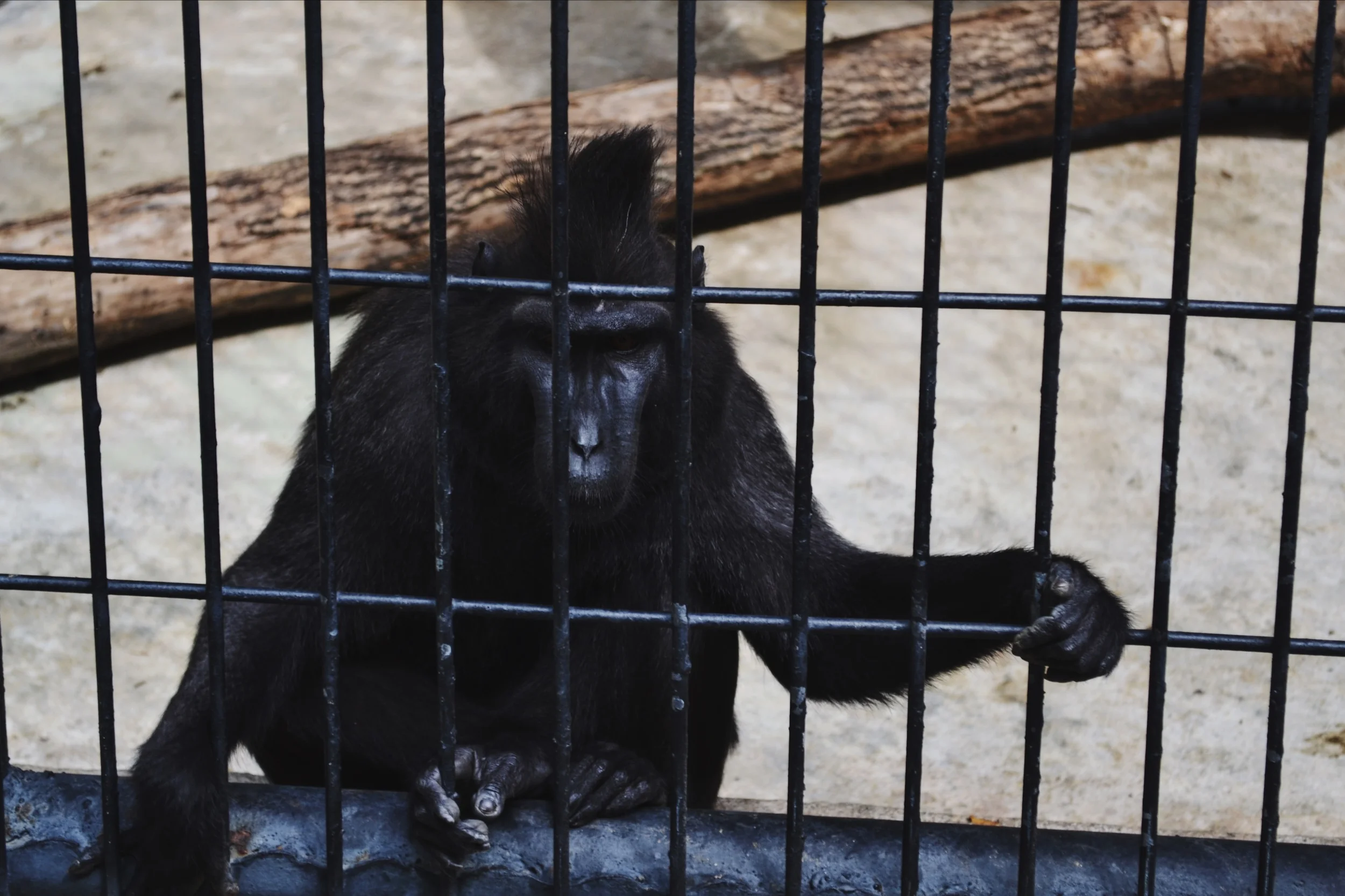 monkey see, monkey do