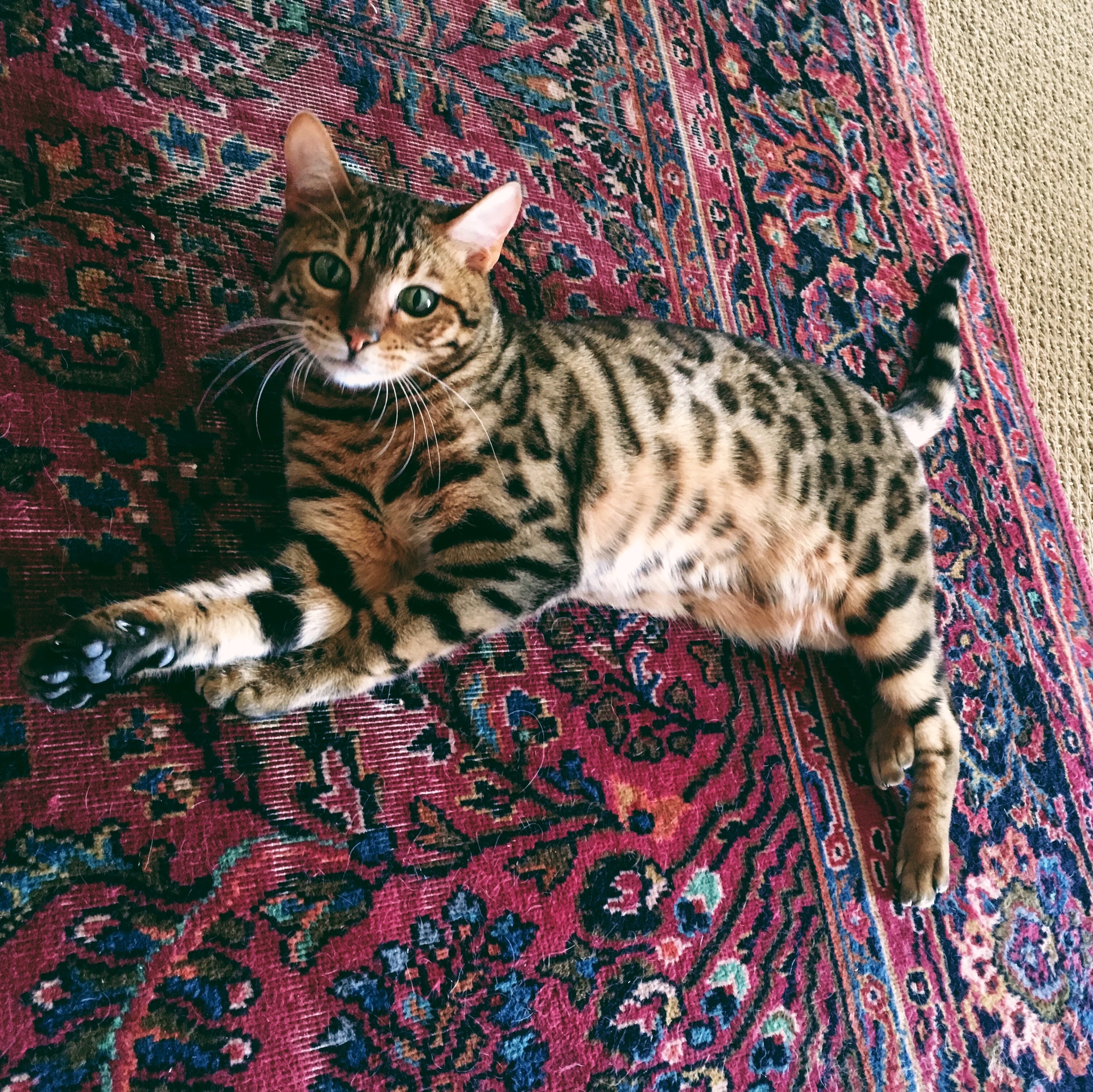 zoe