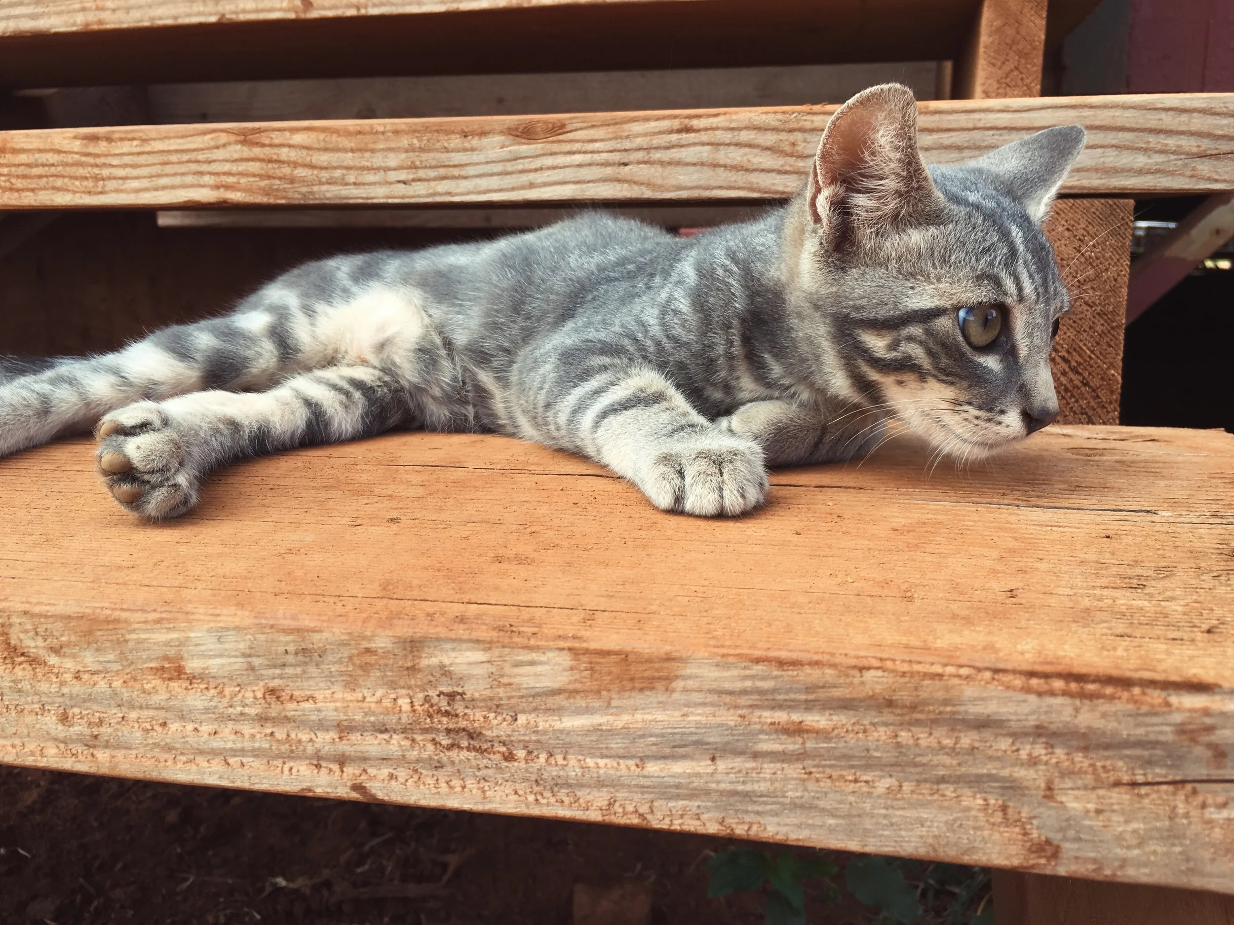 kitty on a step