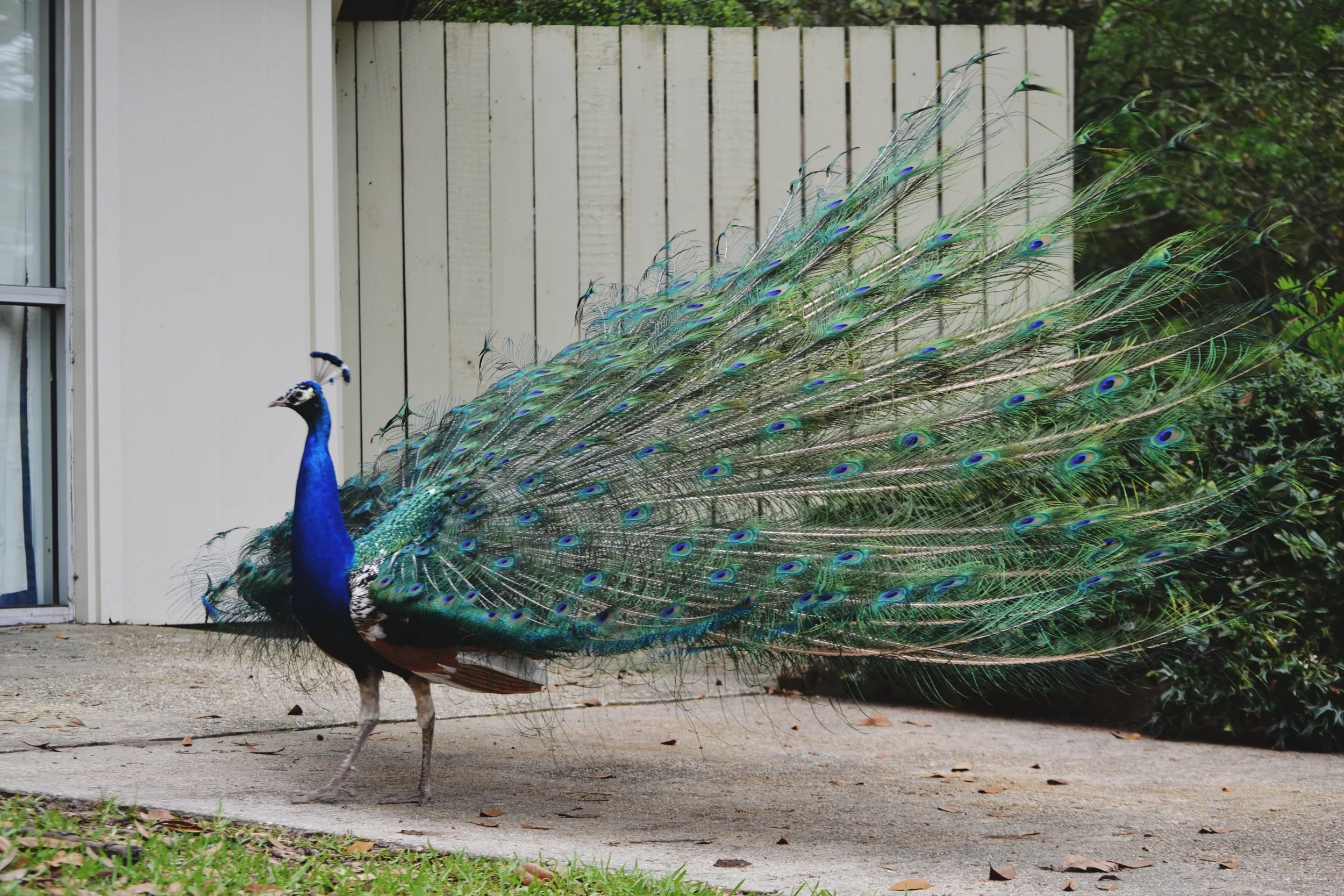 spread yo feathers
