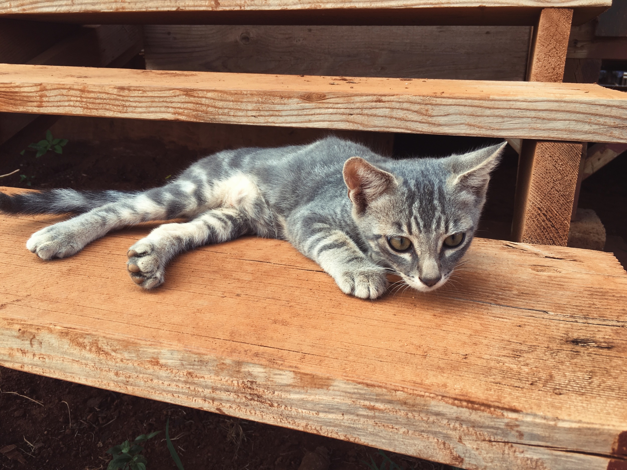 kitty on a step pt.2