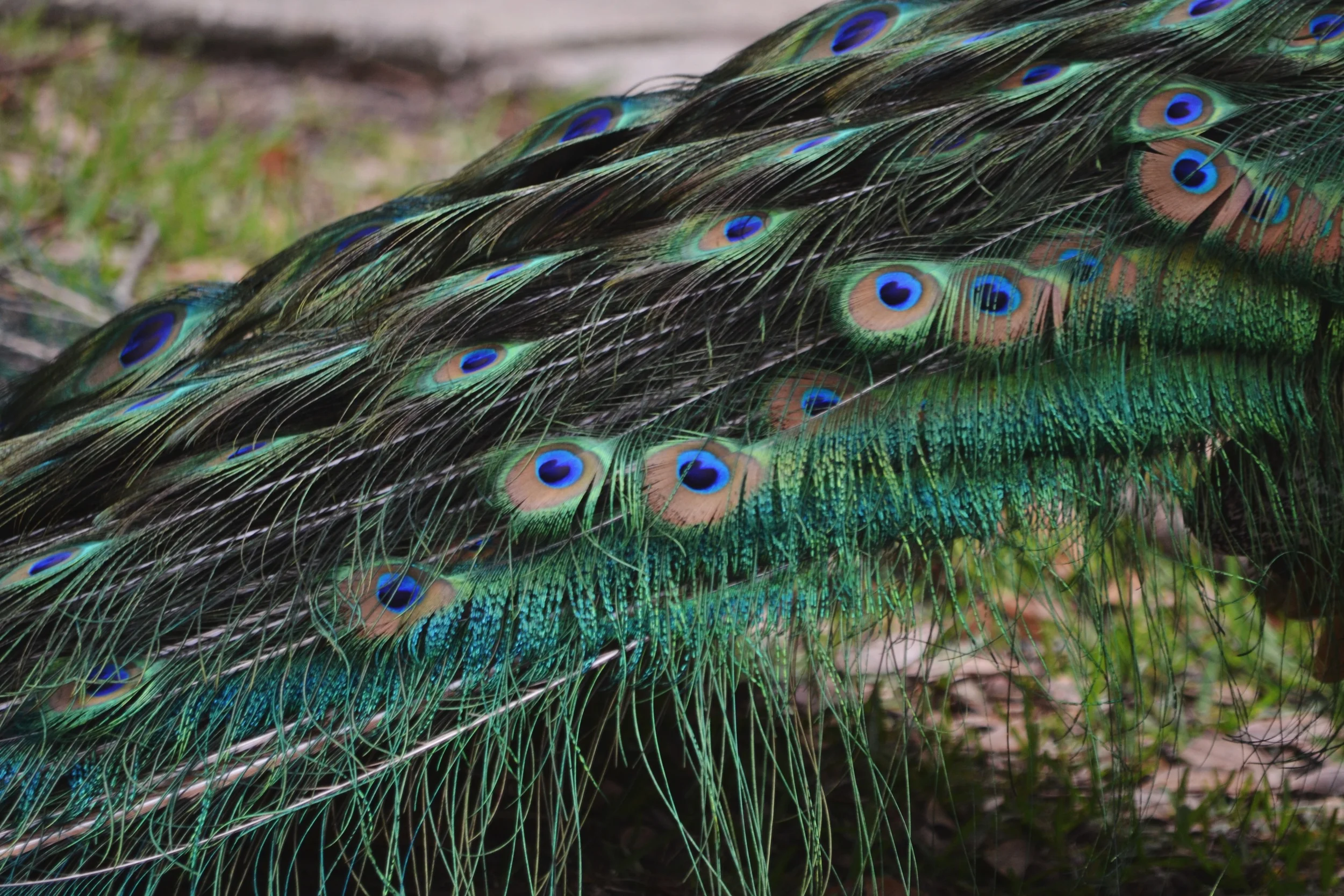 peacock feathers
