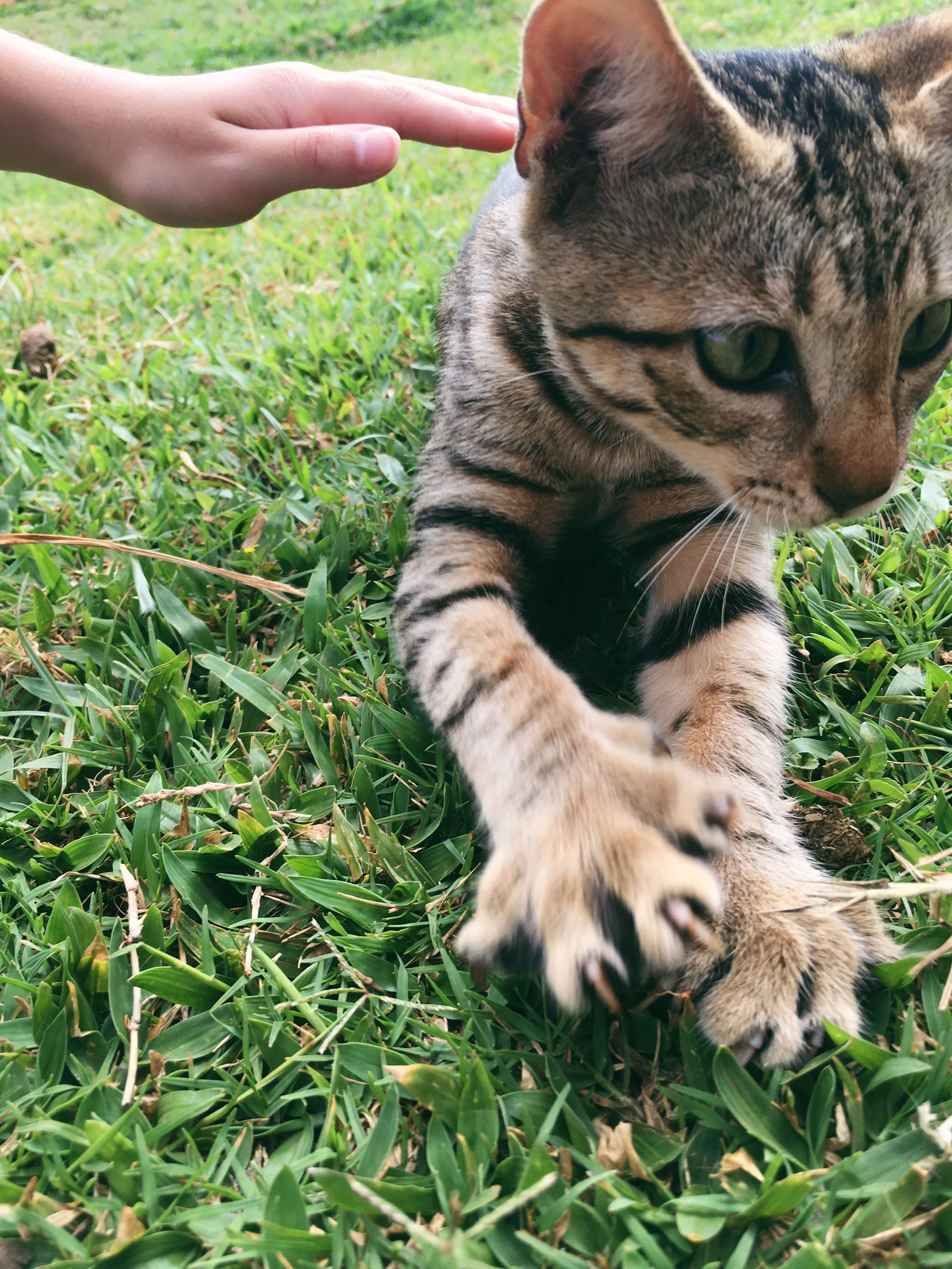 claws