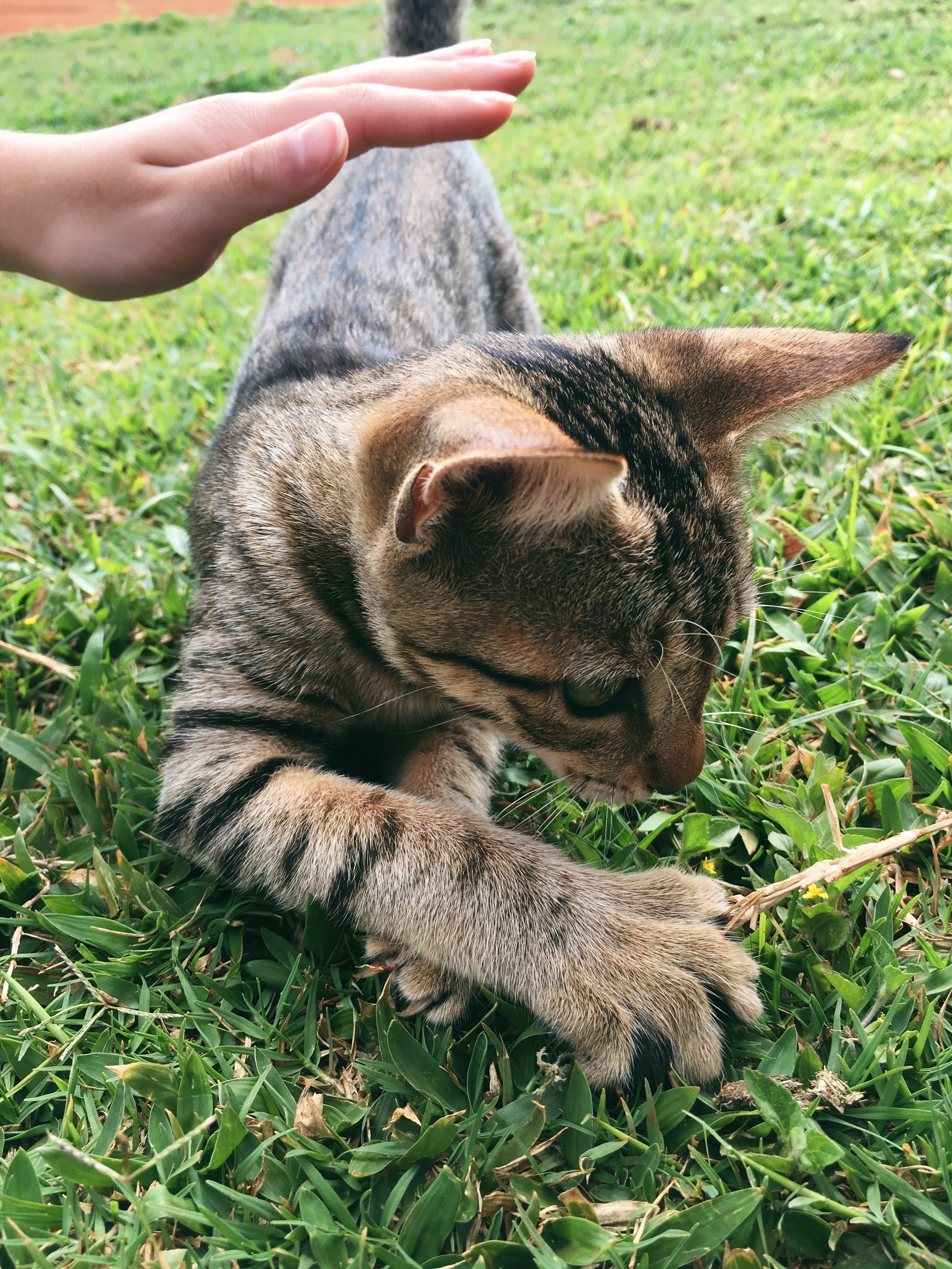 paws