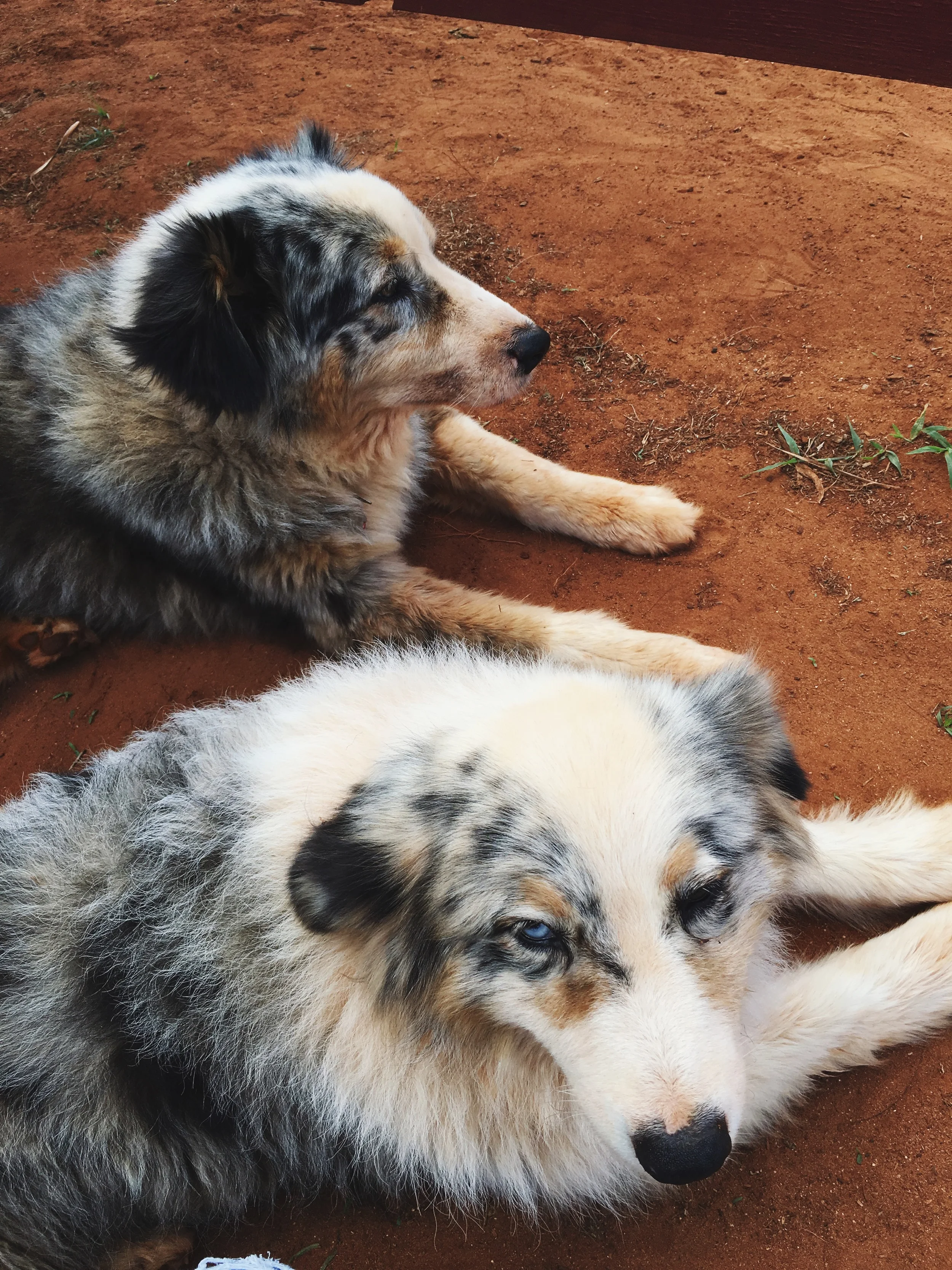 two ausralian shepherds