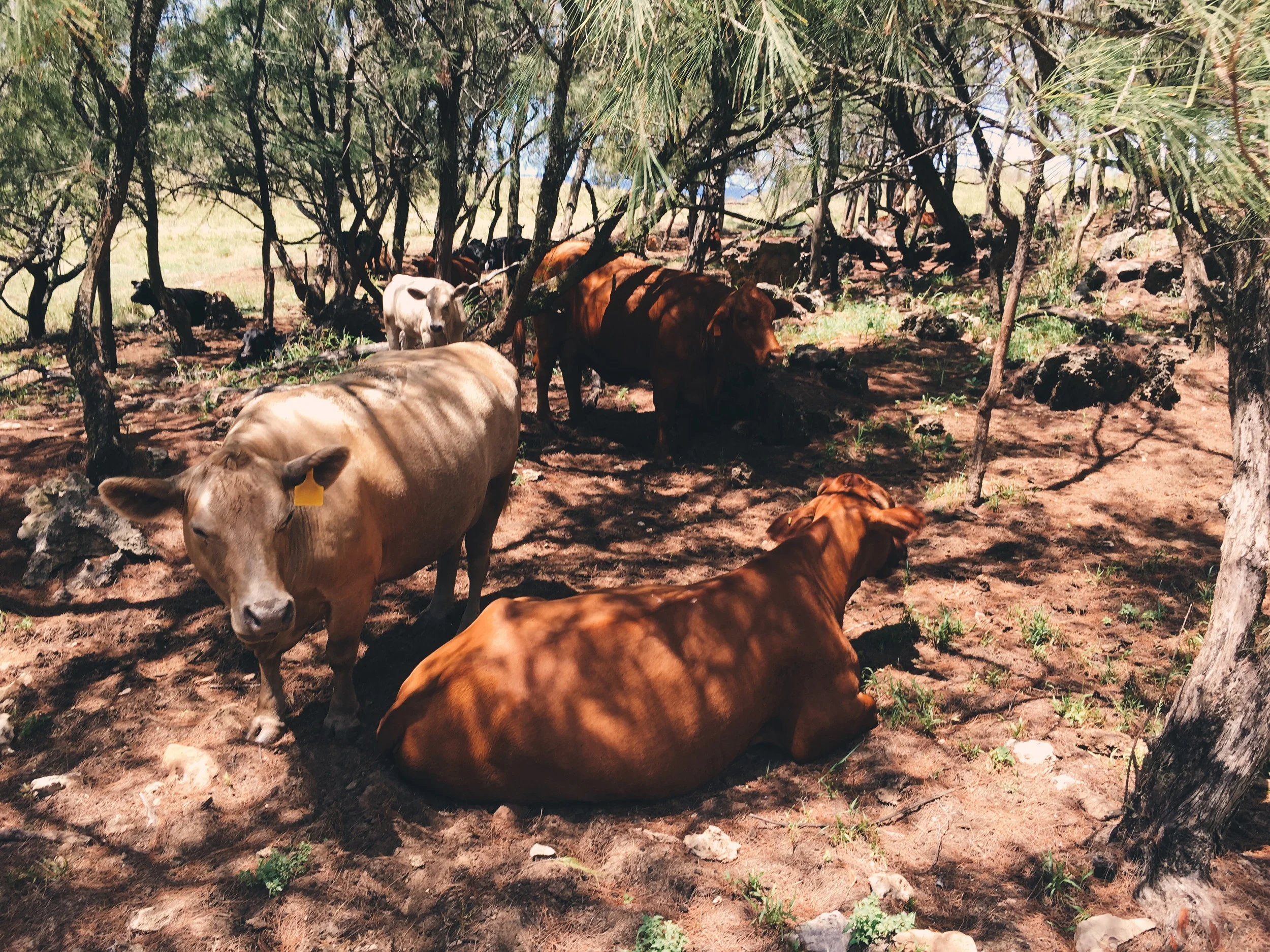 moo