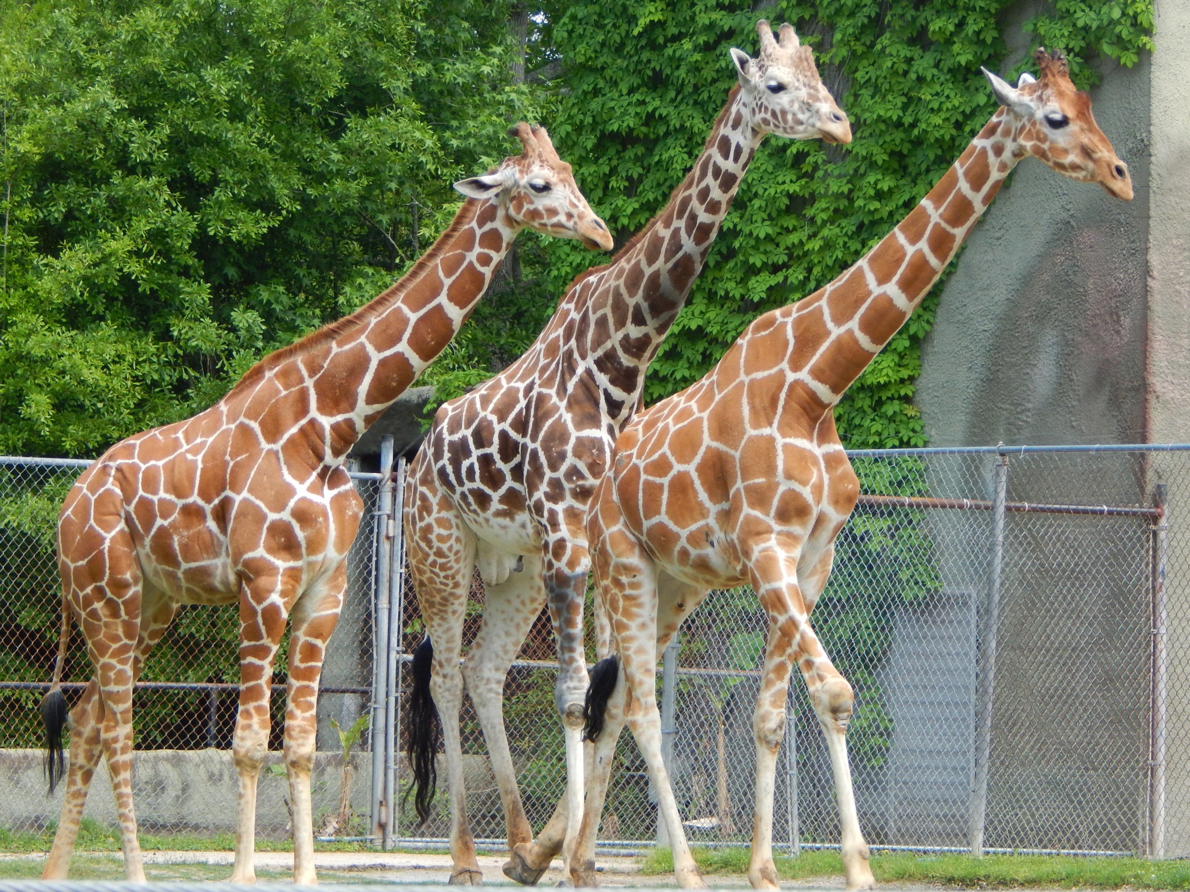 ur giraffin me crazy