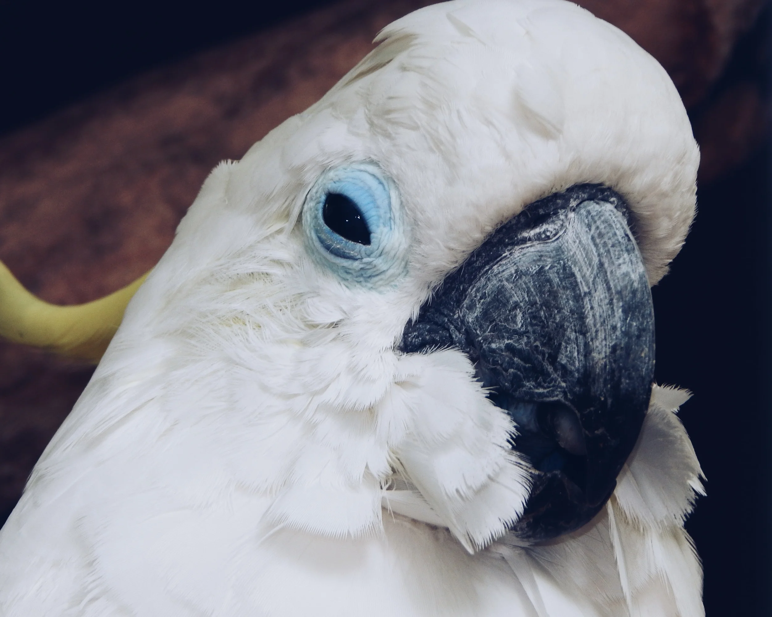 blue-eyed bird