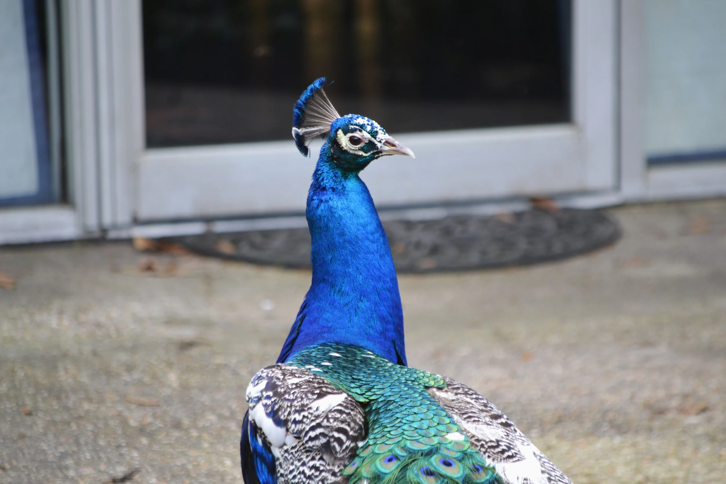 peacock