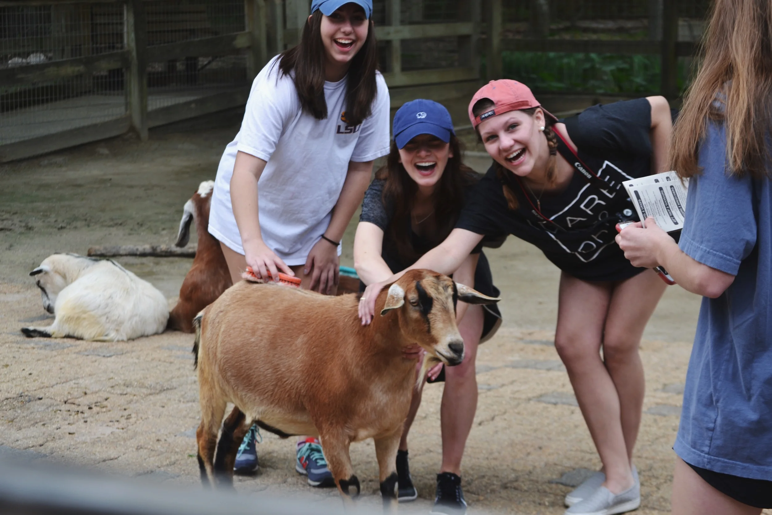 gayce + allison + isabel + goat