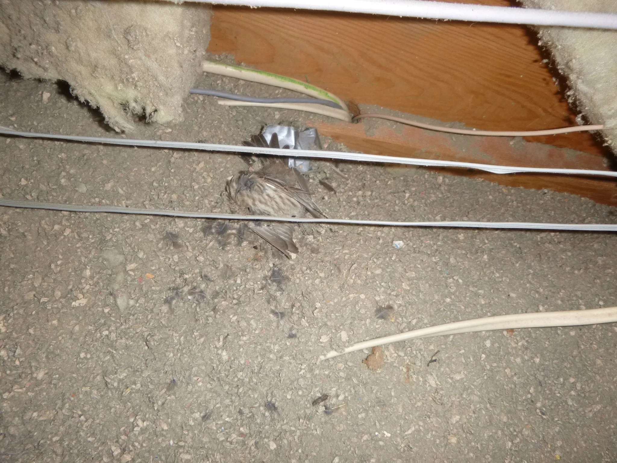 Dead bird.JPG