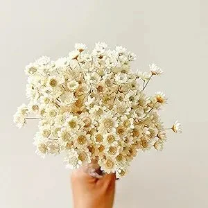 Small Dried Natural Flowers