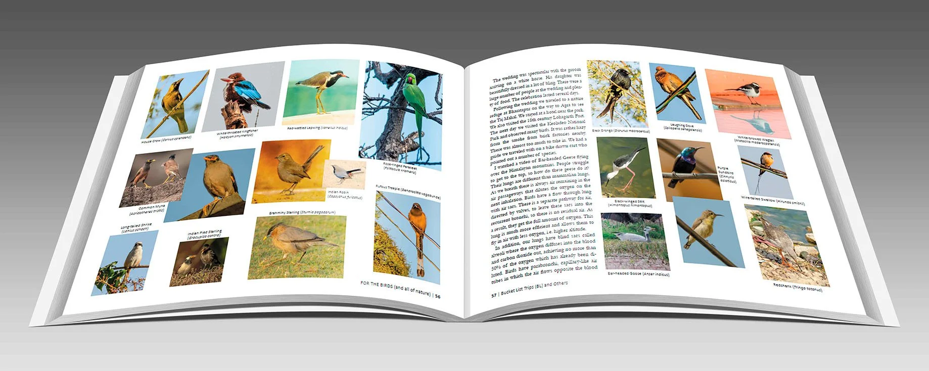 Coffee Table Book with 1,000 Bird Photos
