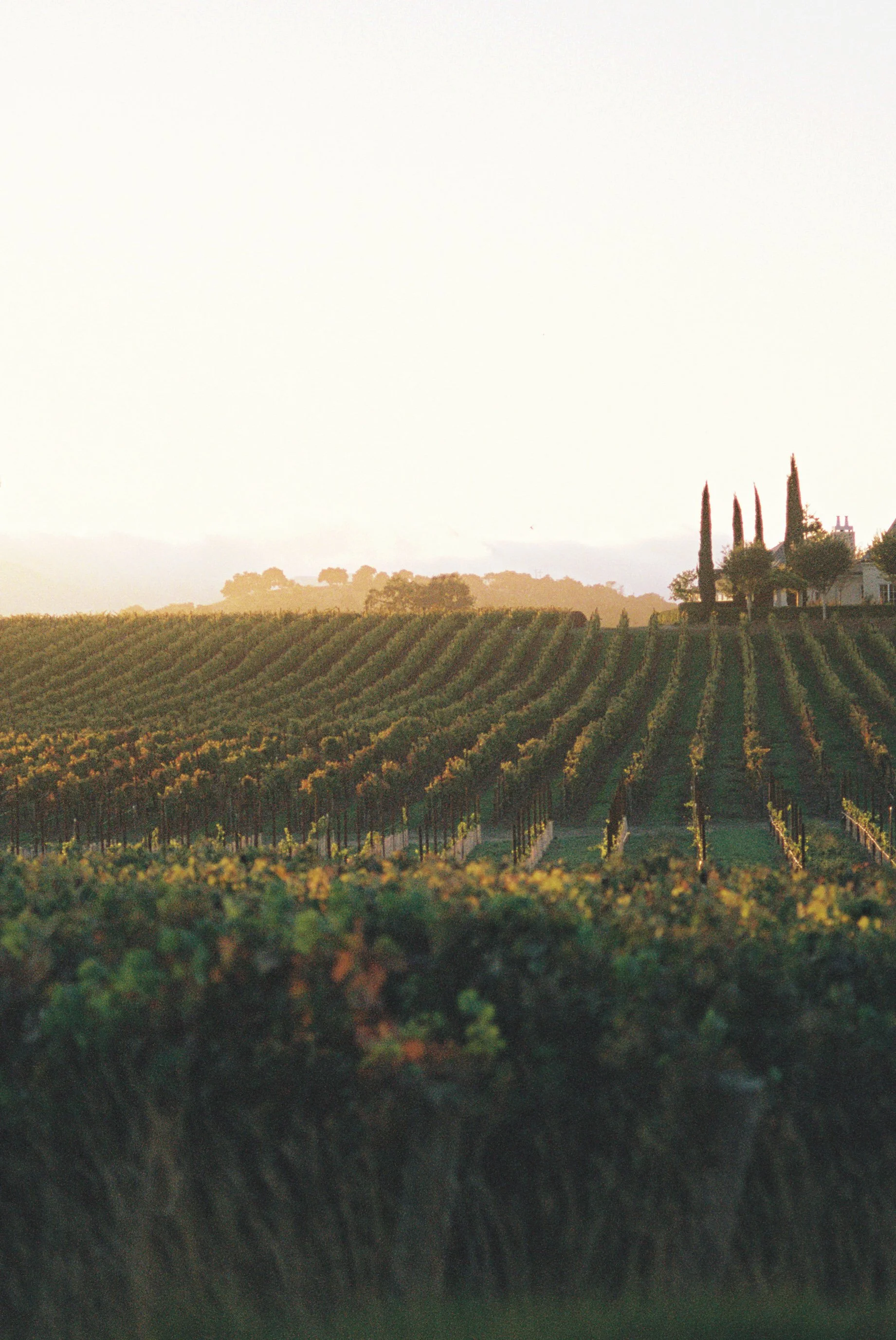 Belinda & Scott Wedding Previews 057.JPG