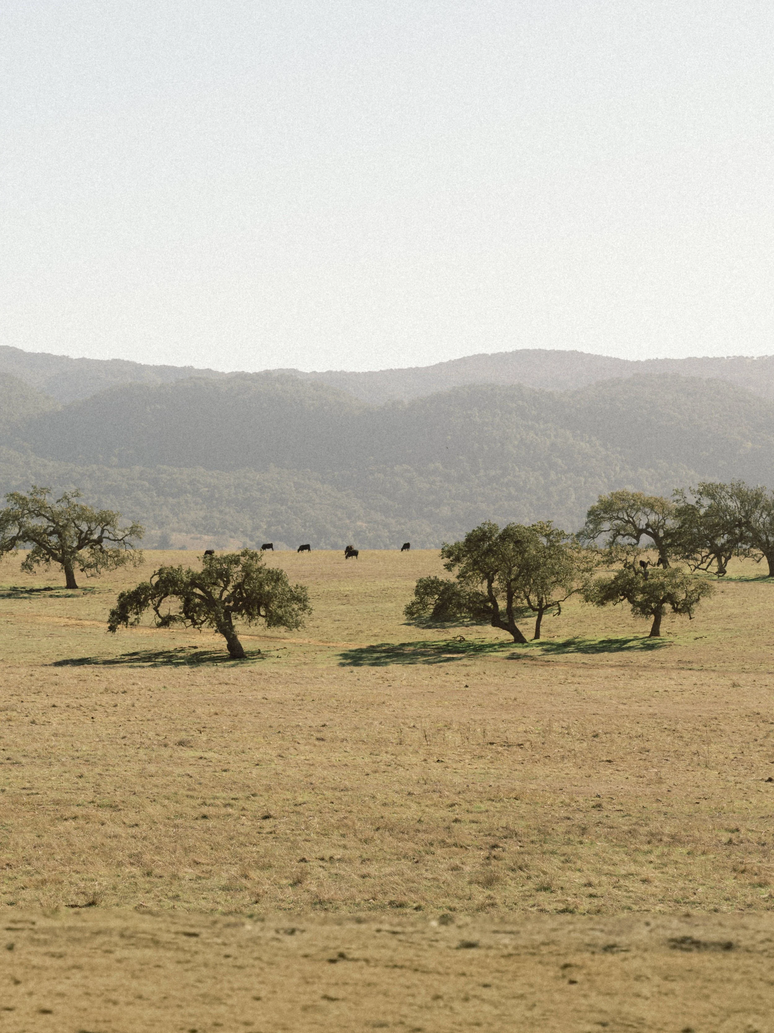 Belinda & Scott Wedding Previews 001.JPG